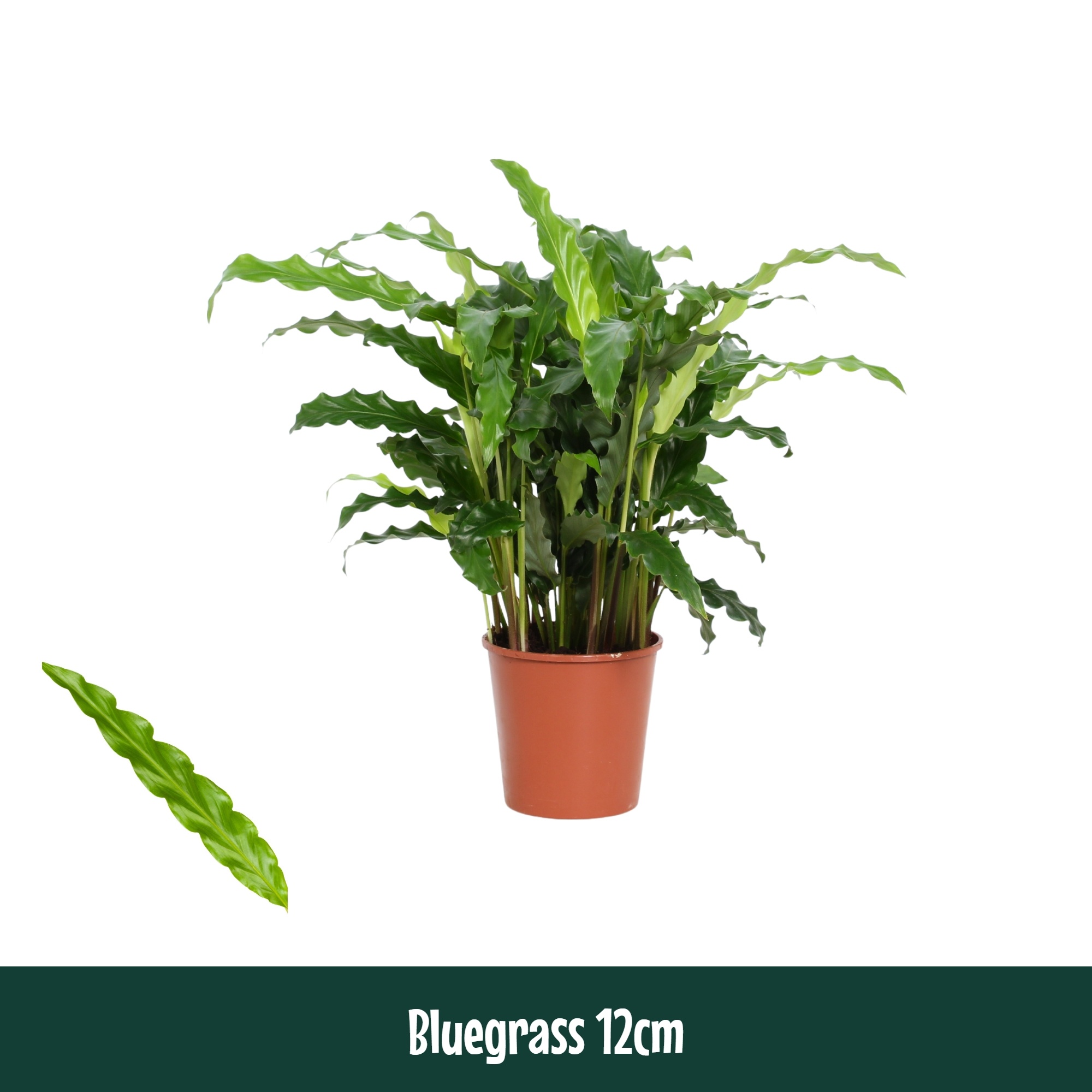 Calathea 12cm Bluegrass - Living, D 12