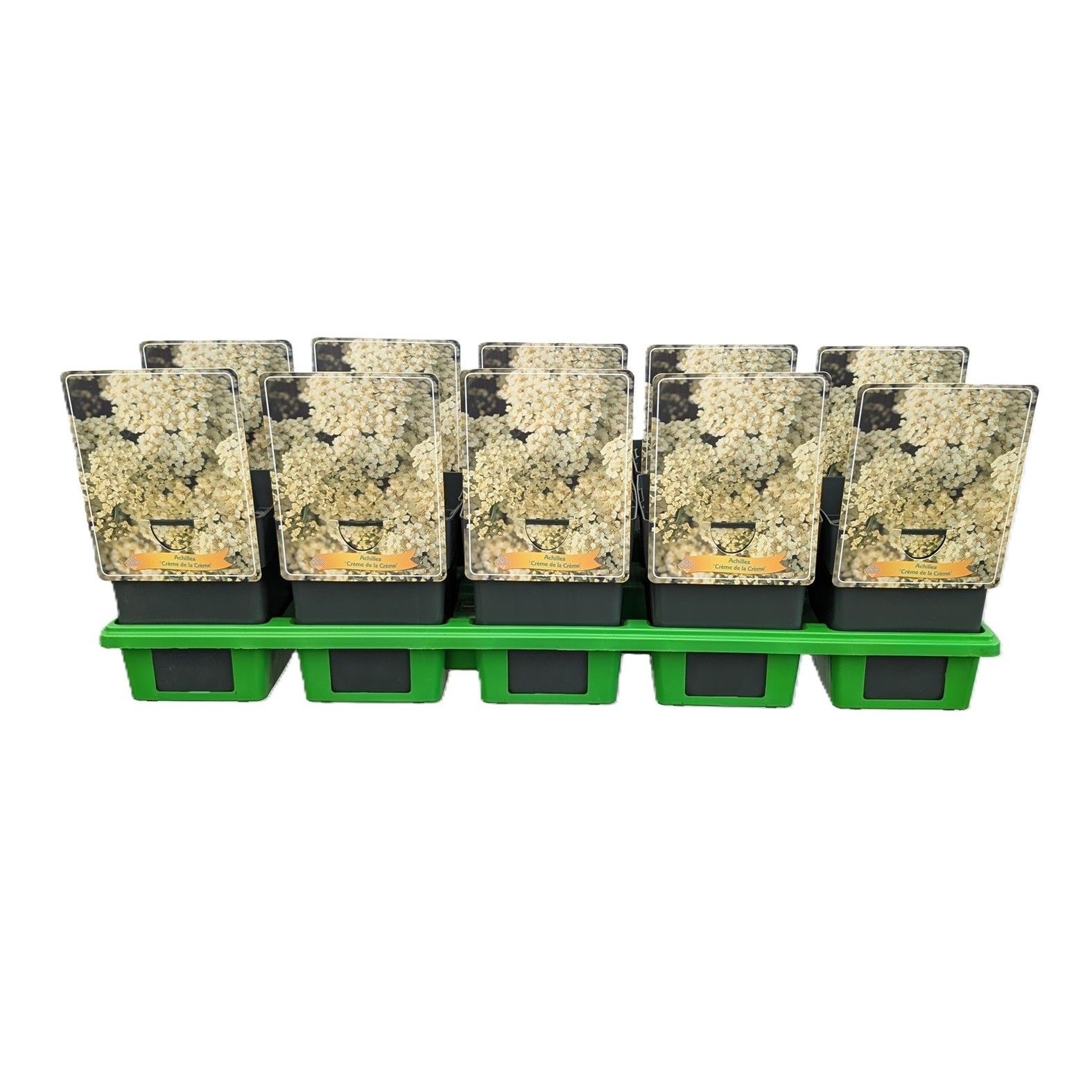 Achillea 'Crème de la Crème' P11, D 11
