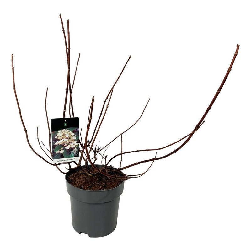 Hydrangea pan. 'Wim's Red', D 32