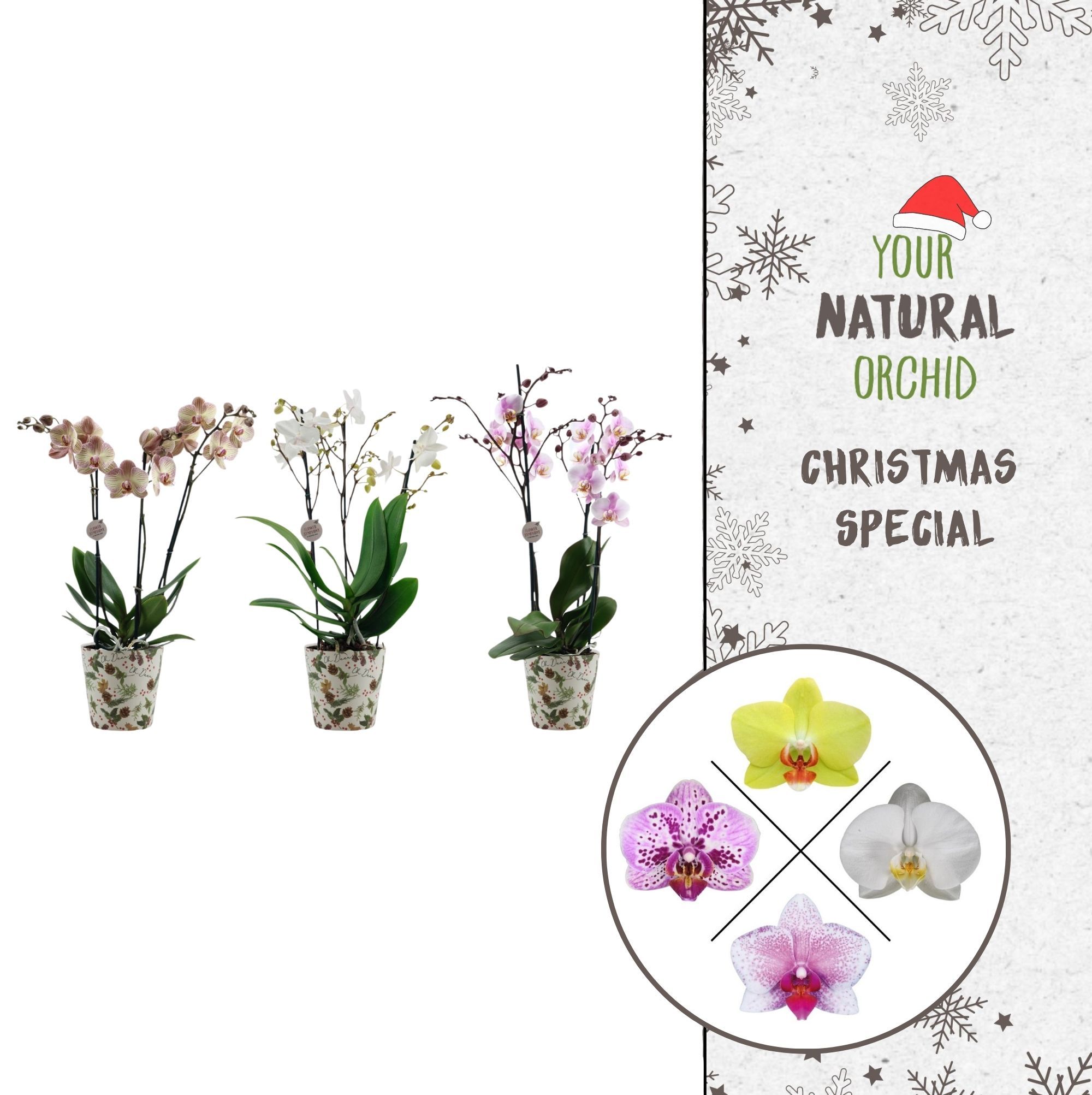 Christmas | 3 spike Flower Symphony mix | Kerst potcover, D 12