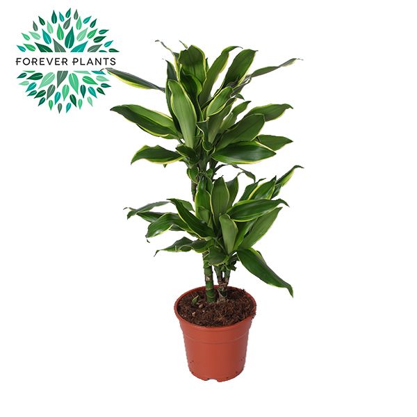 Dracaena Golden Coast p17, 30-10, D 17