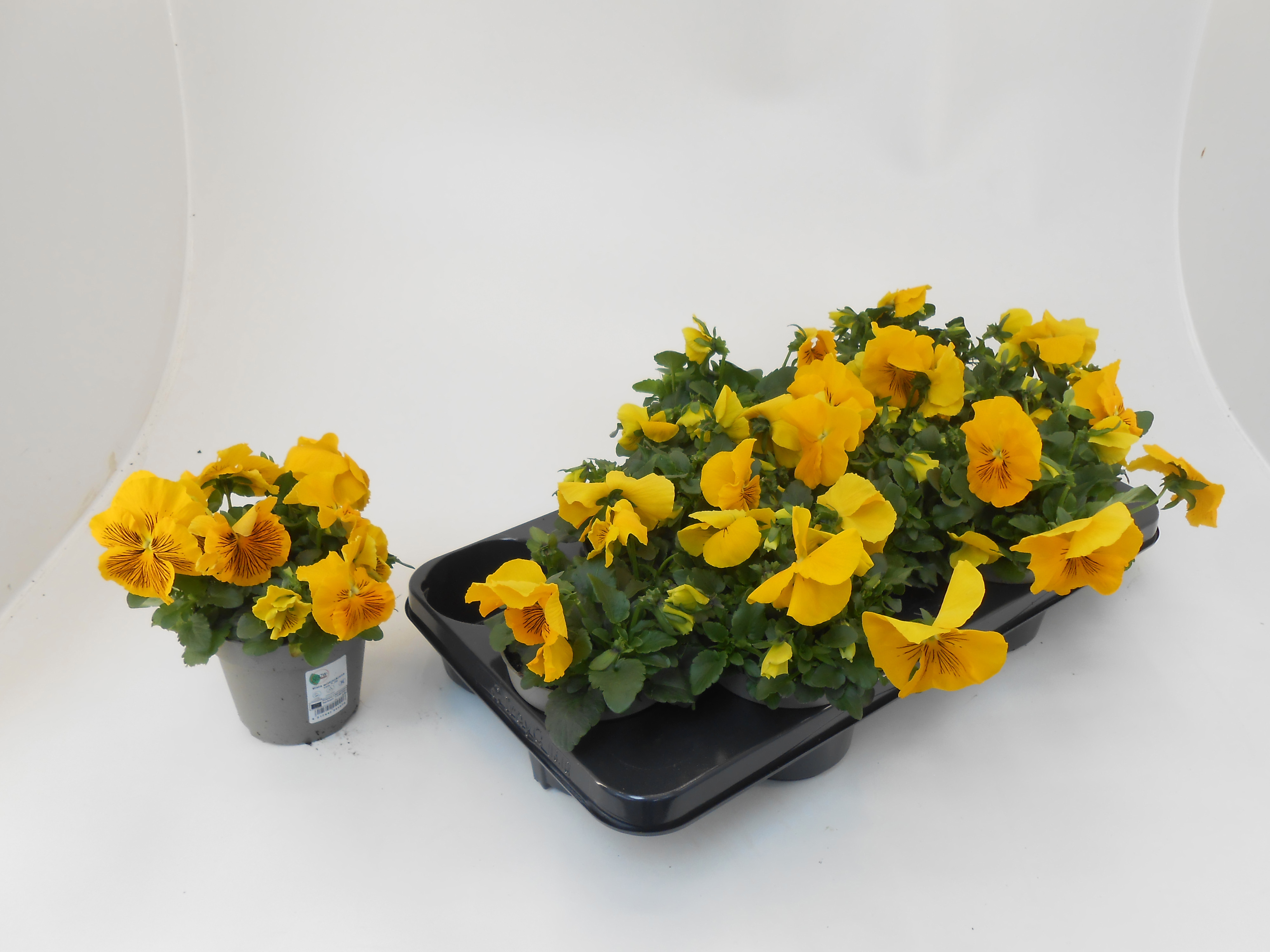 Viola wittrockiana 'Cats' yellow, D 13