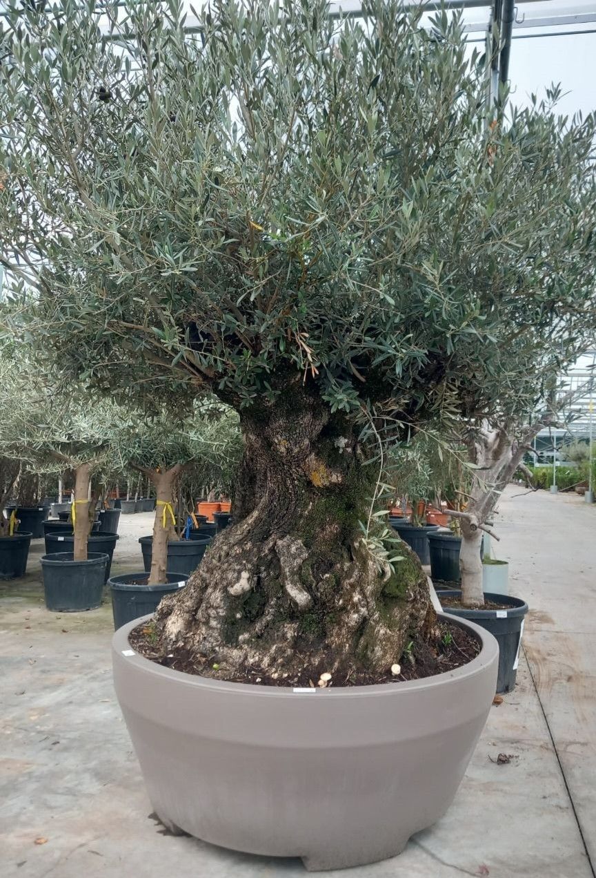olea eurpaea, D 120