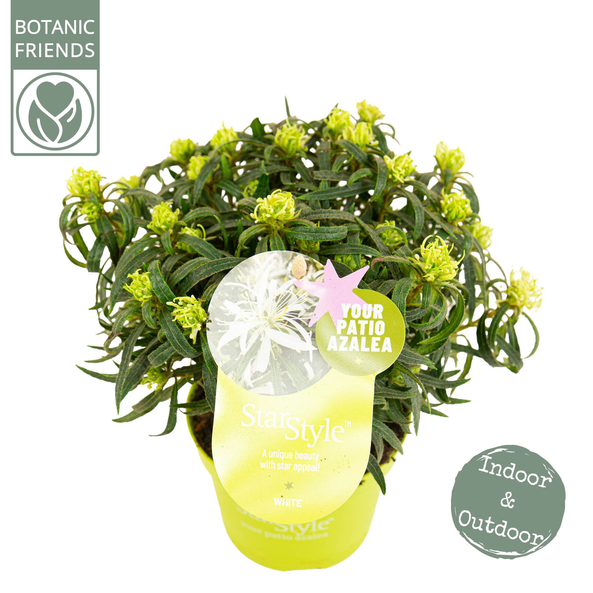 Azalea 'Starstyle White' ®, D 10,5