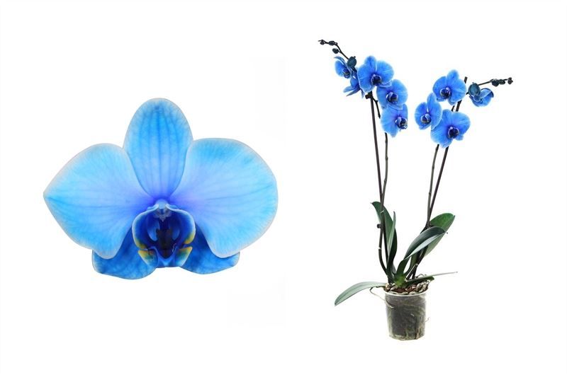 Phal I am Blue 2T18+ ( 2 lg/dc ), D 12