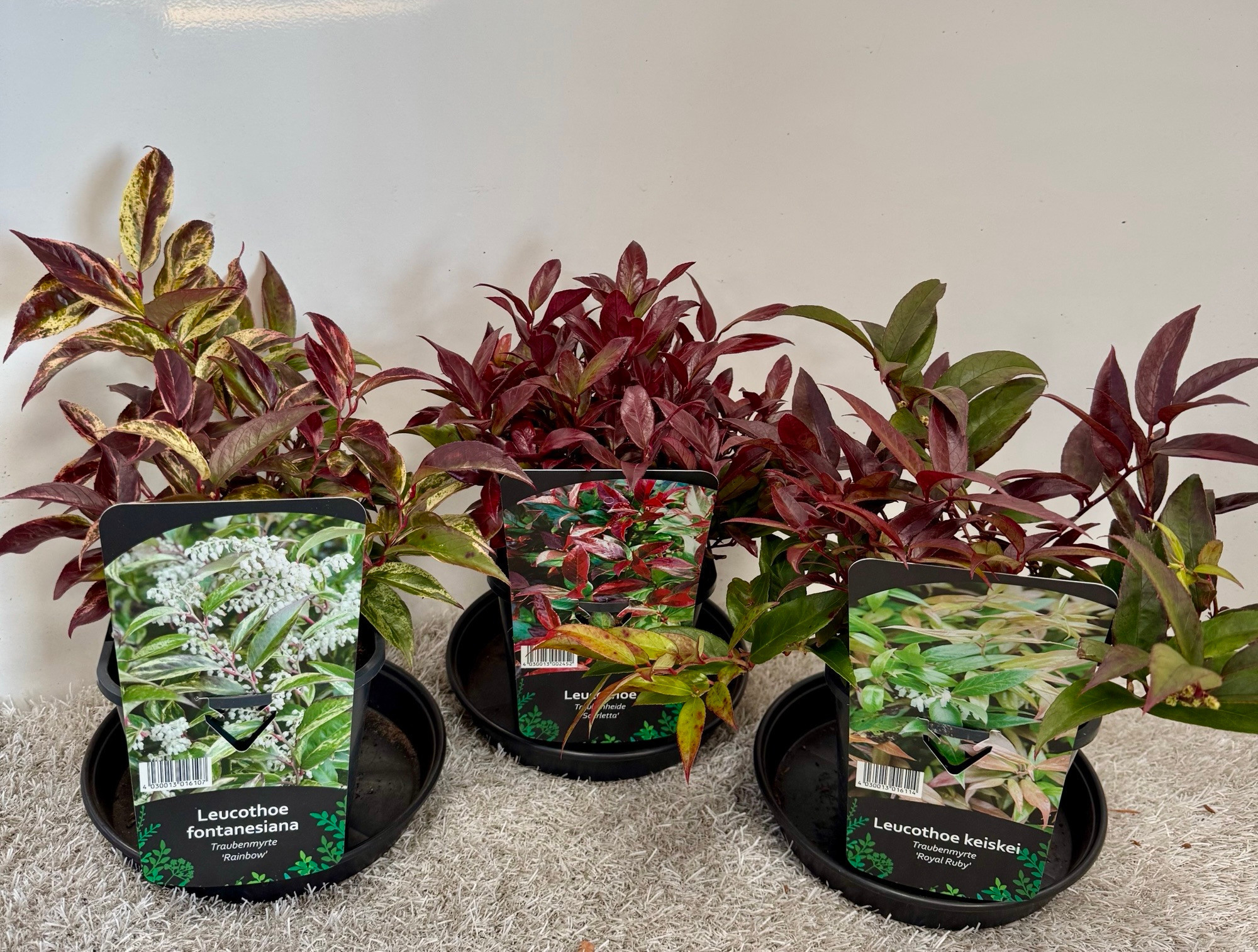 Leucothoe in Sorten, D 14