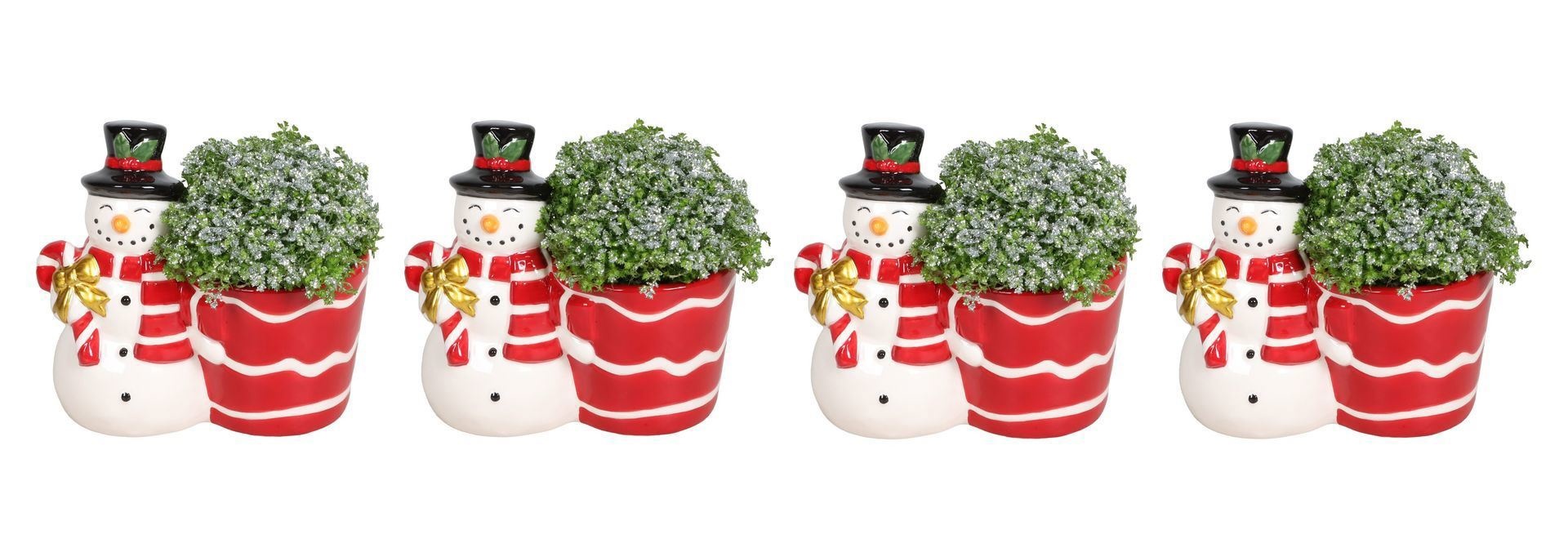 L 67459 With Selaginella Apoda Glitter 6 cm, D 6