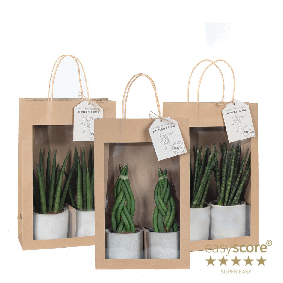 GREEN MIX 30916104 Paperbag 9 cm, D 10