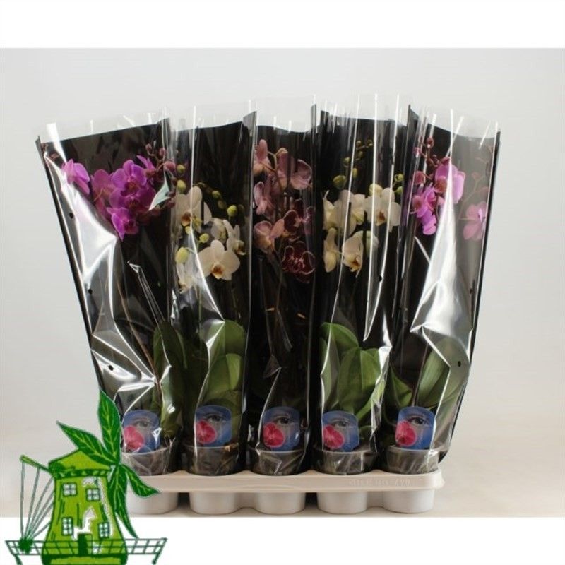 3 tak Phalaenopsis MIX, 18+ Knop, 60CM, Zwarte hoes, D 12