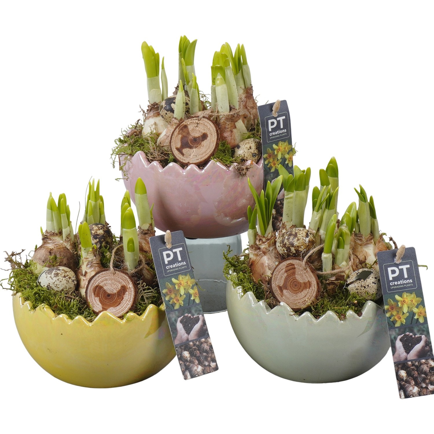 PTNP4493 Arrangement Narcissus Easter in keramiek ei, D 15