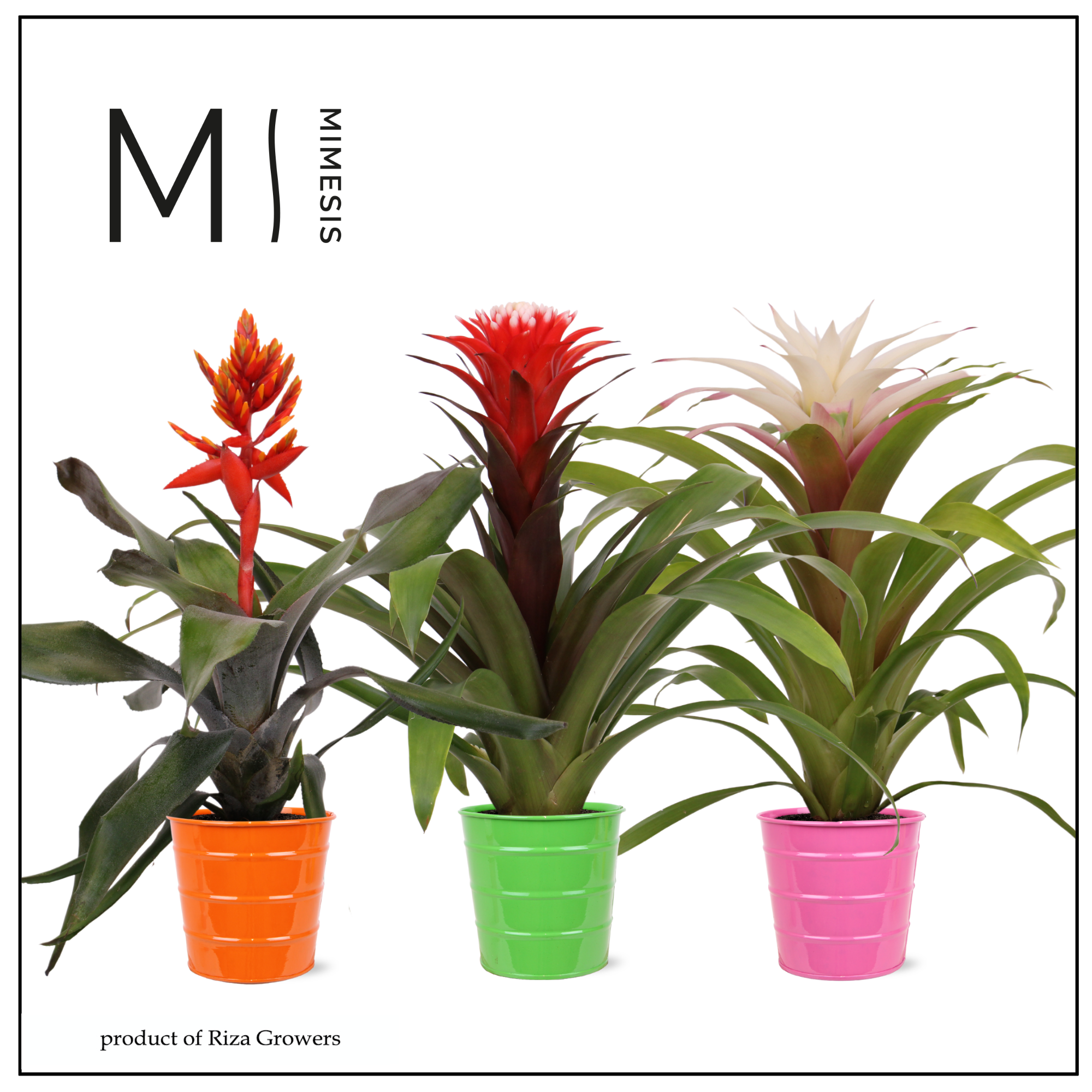 Bromelia Royal Happy - 12cm in Lucia | Mimesis, D 12