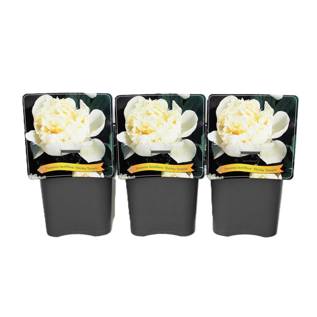 Paeonia Lactiflora 'Shirley Temple' C5, D 21
