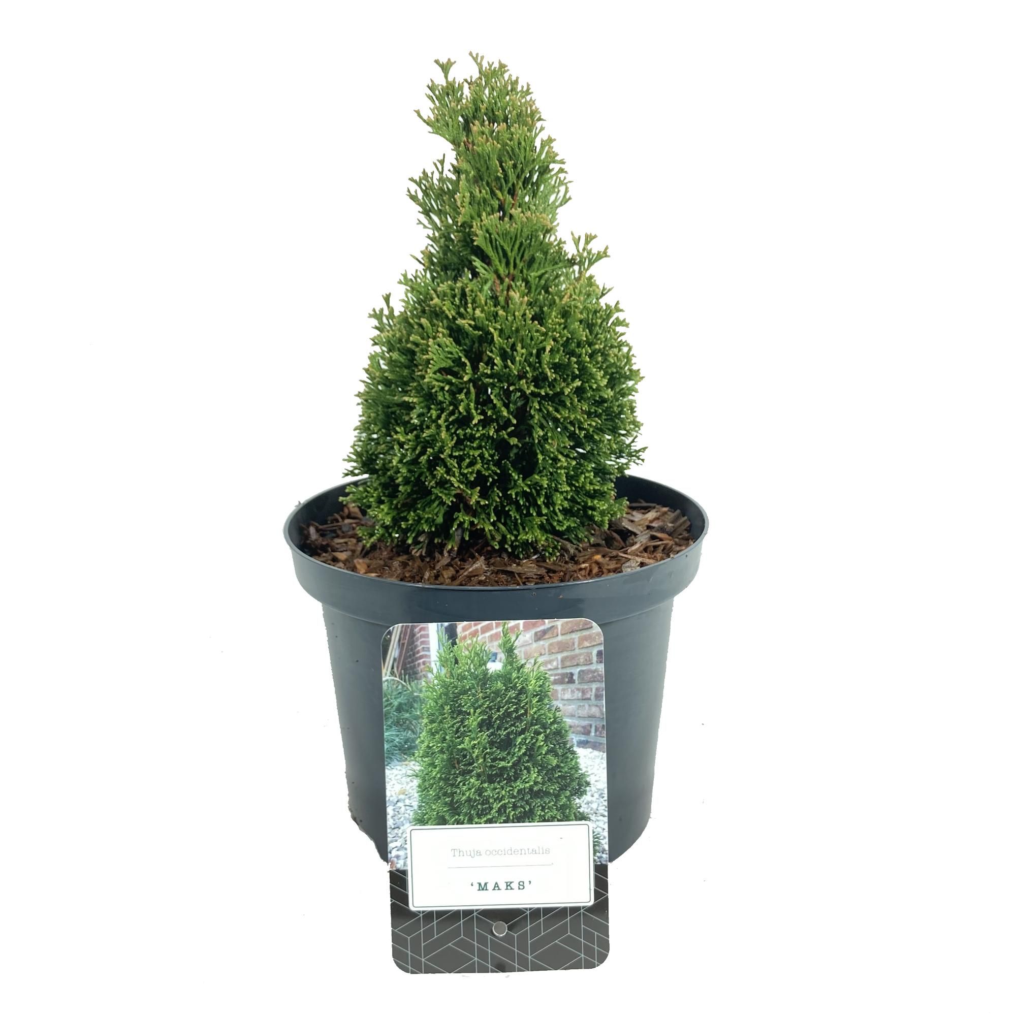 Thuja occidentalis 'Maks', D 18