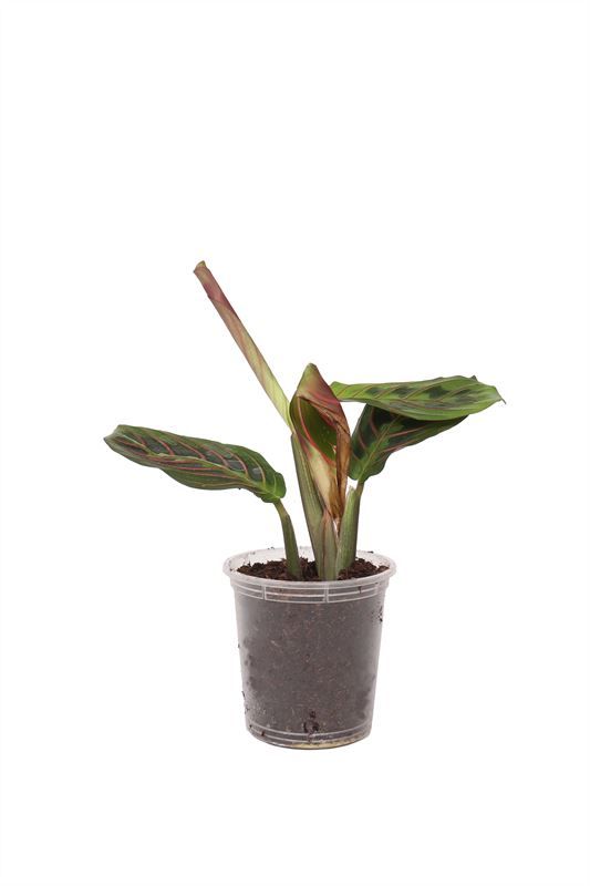 Maranta p06 bont, D 6