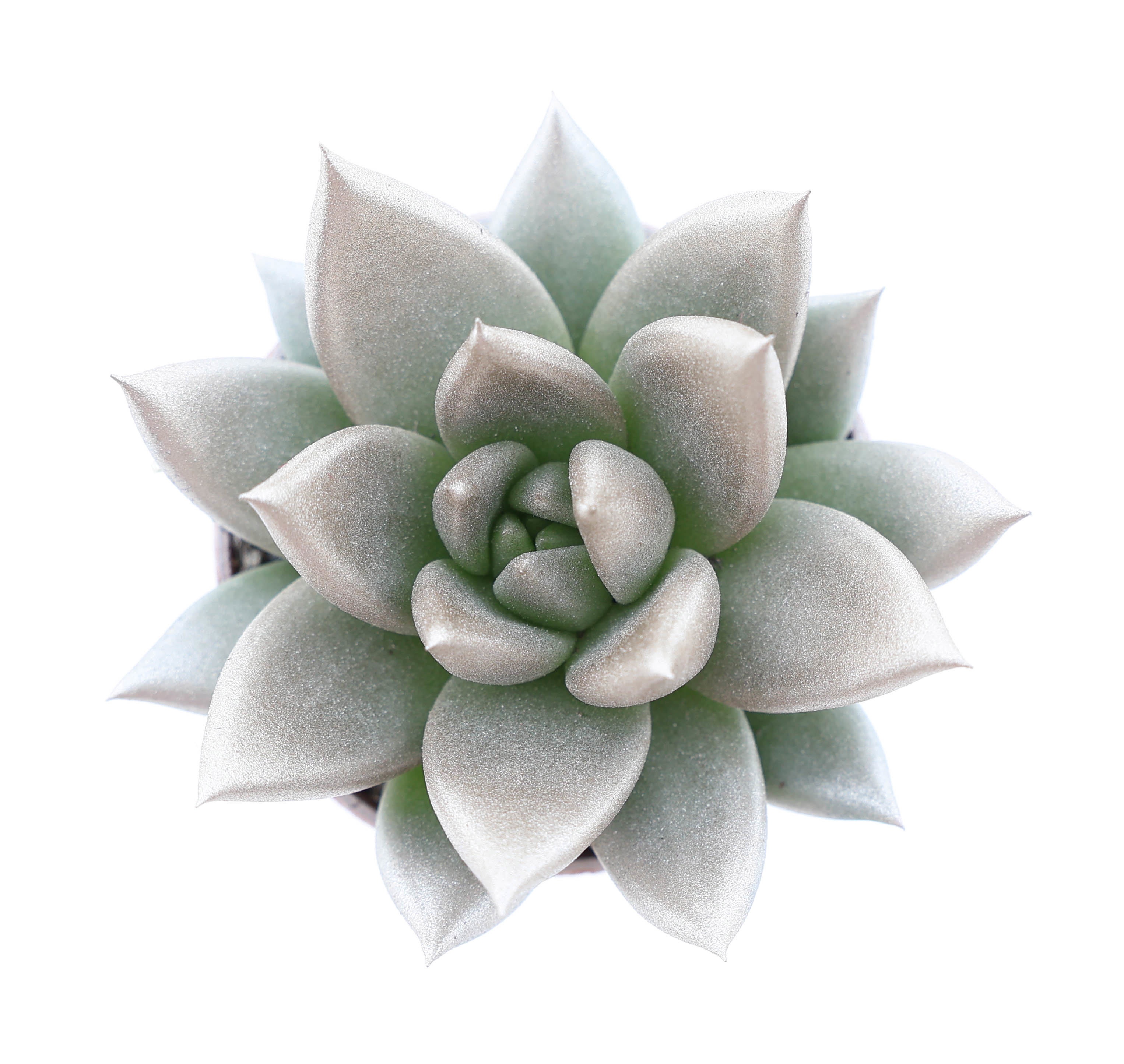 Rainbow champagne, D 5,5