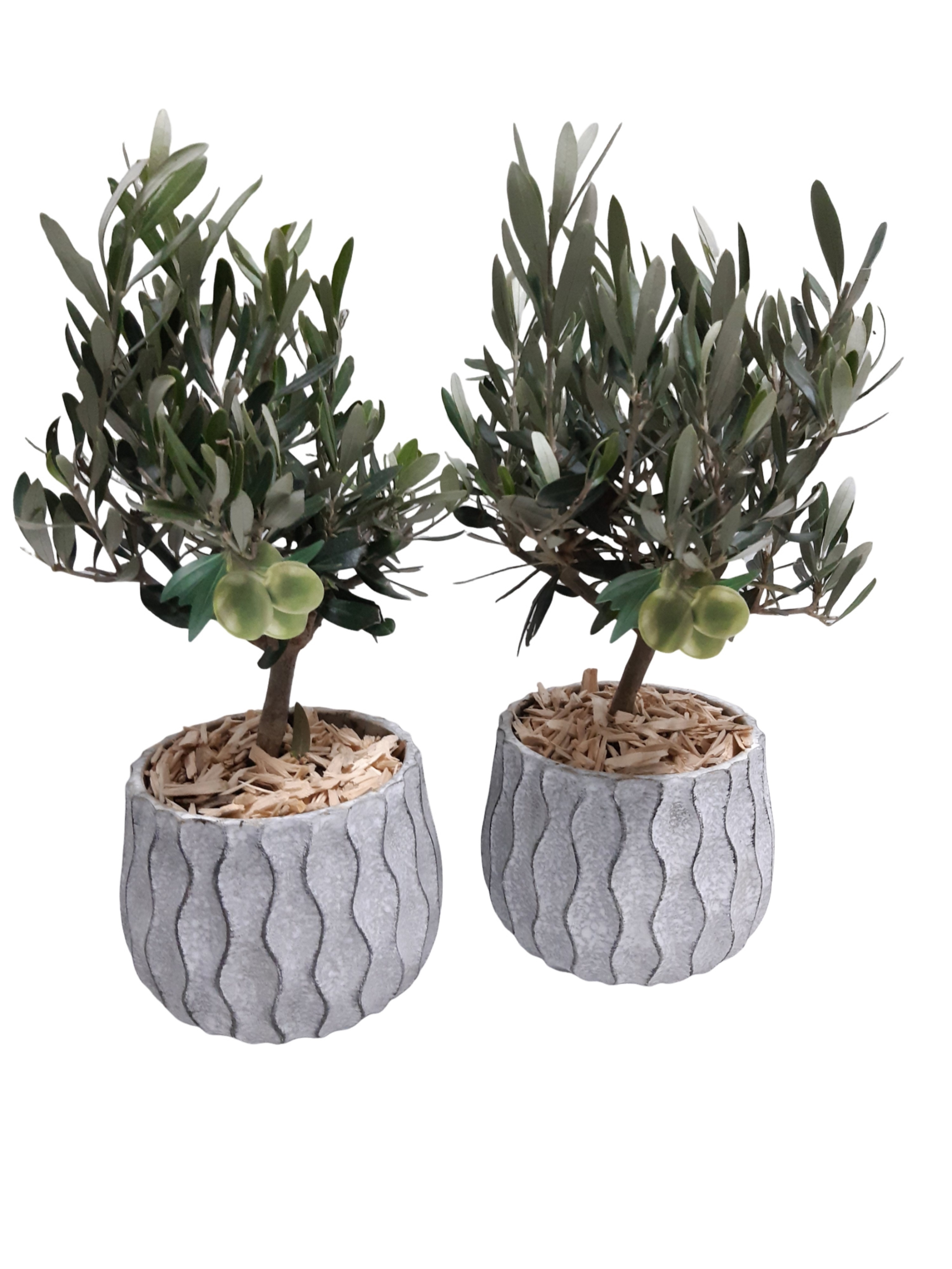WP17OLE Wave Pot Cement 16cm Olea Europaea Bush, D 17