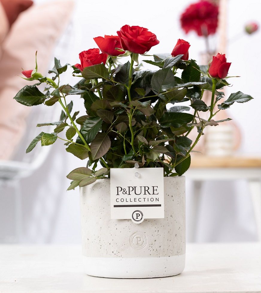 Rosa red in P&PURE Jade ceramics, D 12