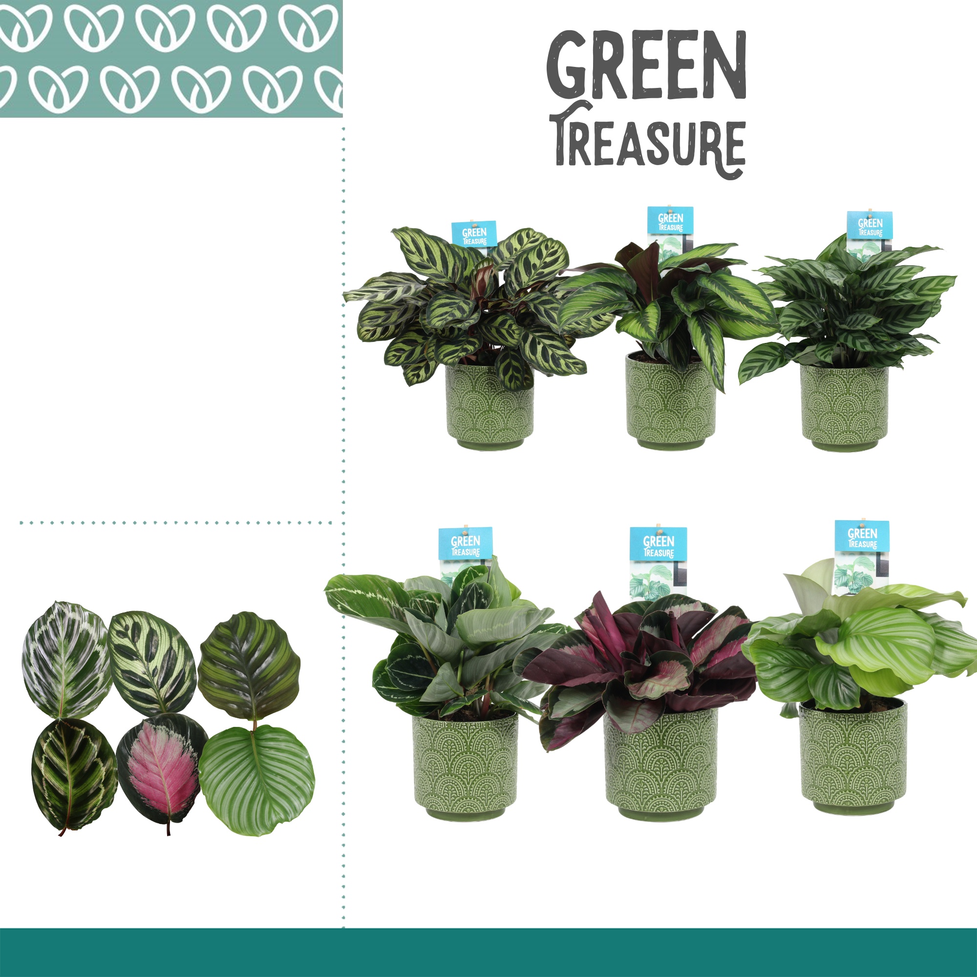 Calathea Mix in Ompot Juna, D 12