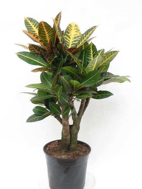 CODIAEUM VARIEGATUM 'PETRA', D 24