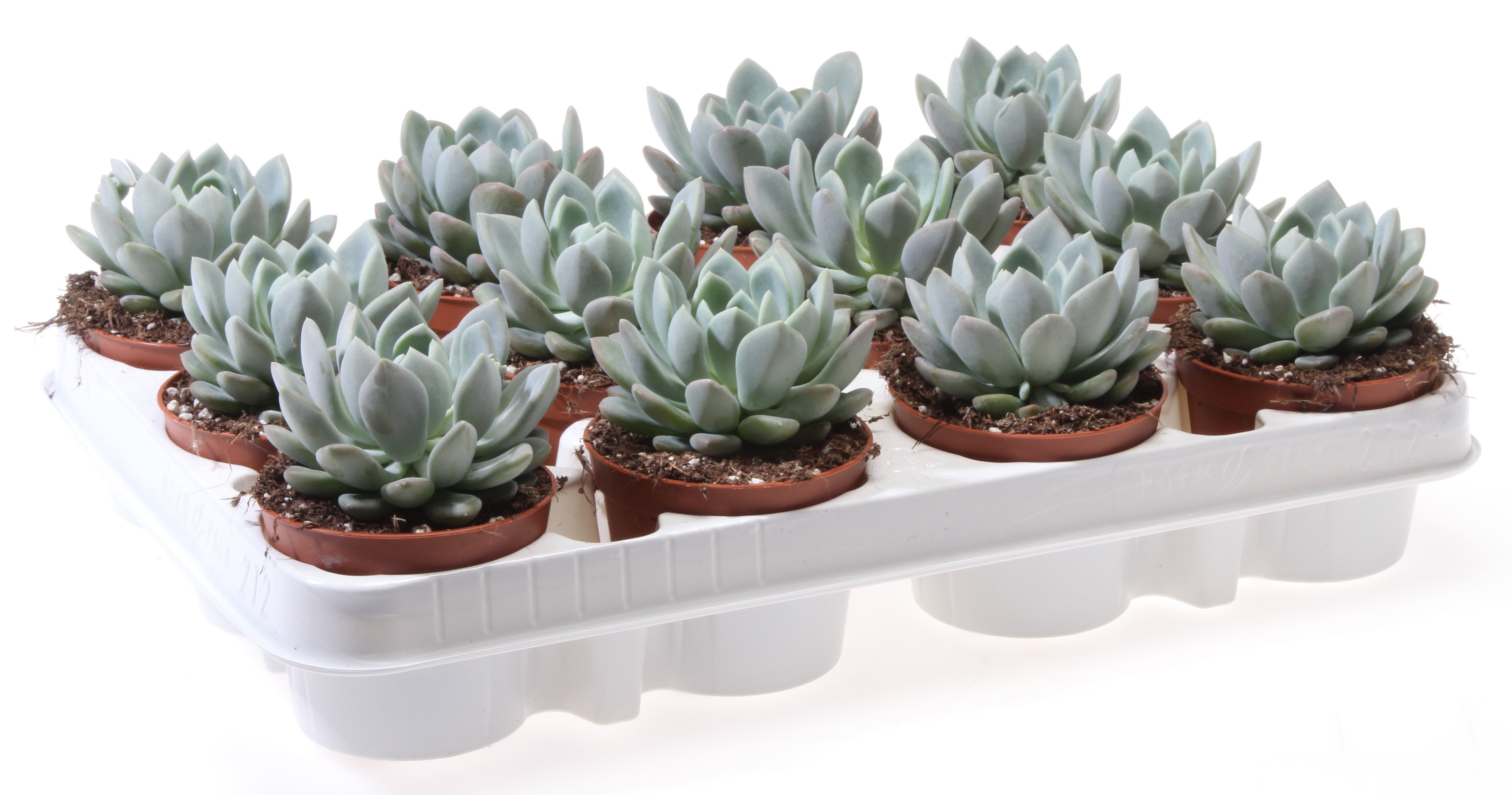 Echeveria scheideckerii, D 8,5