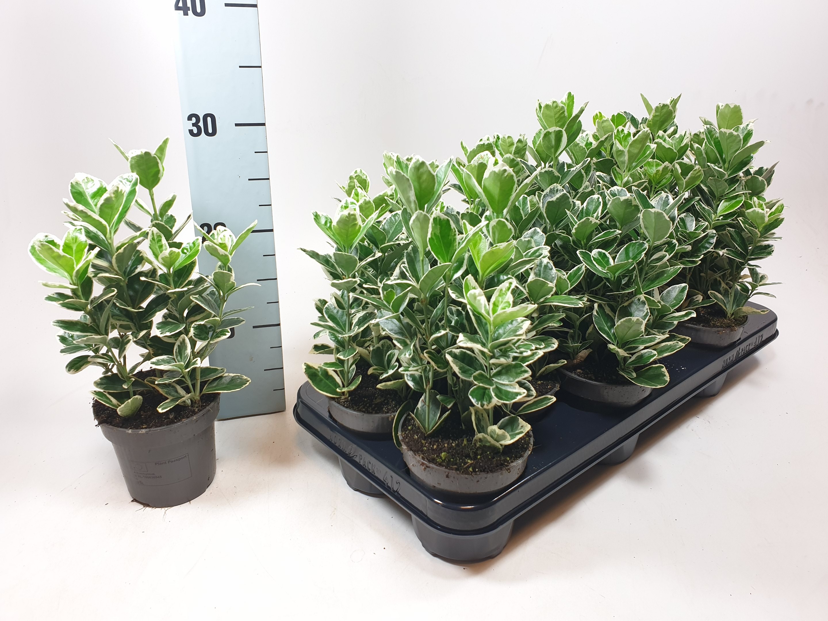 Euonymus jap. Kathy 10.5 cm, D 10,5