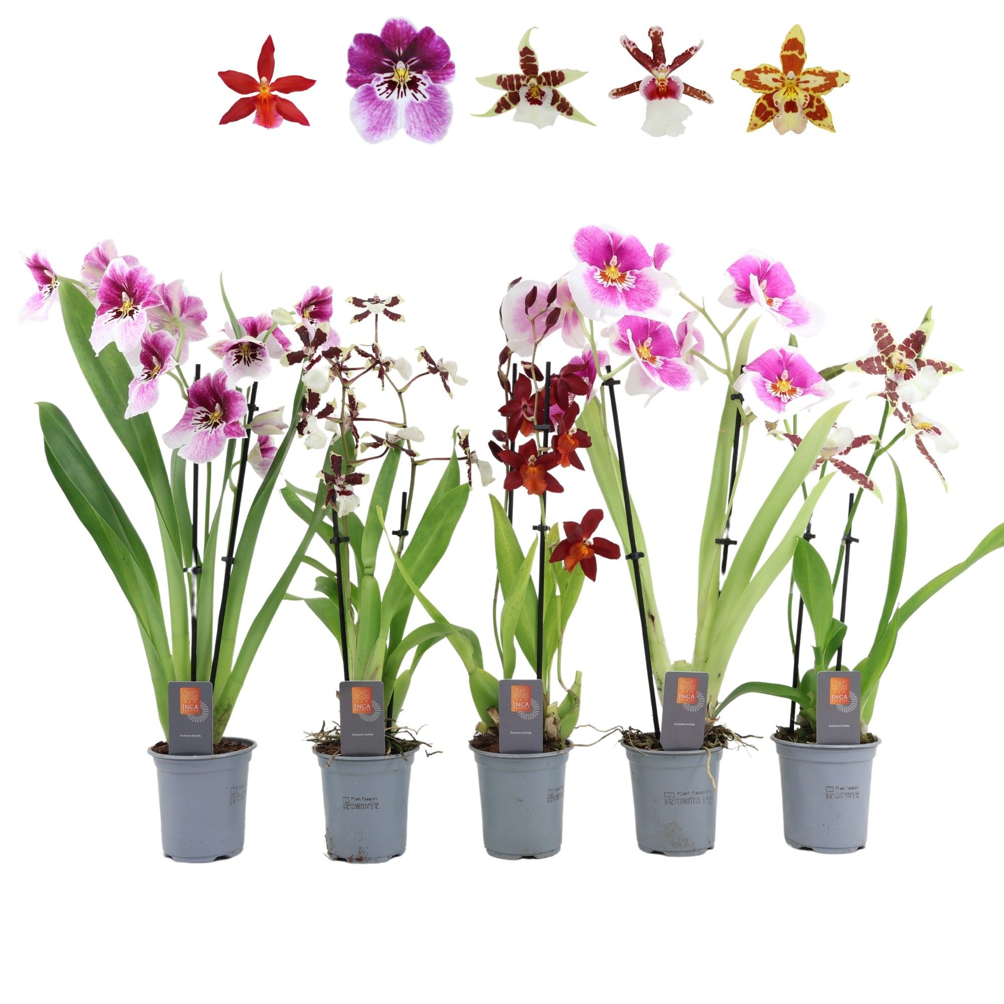 Inca Orchid mix 2 spike 9cm, D 9