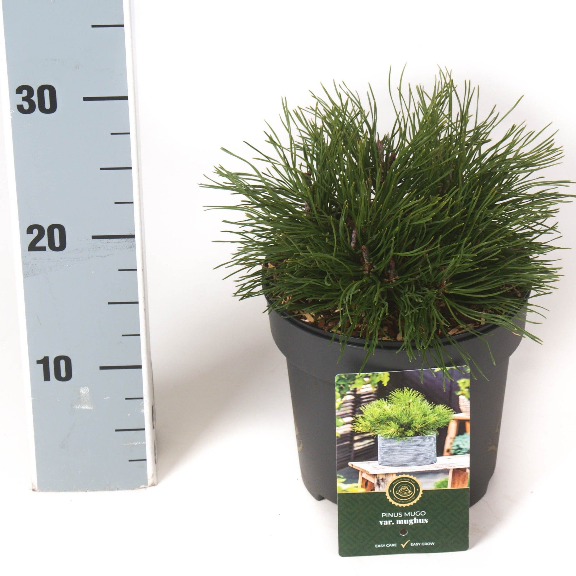 Pinus m. 'mughus', D 18