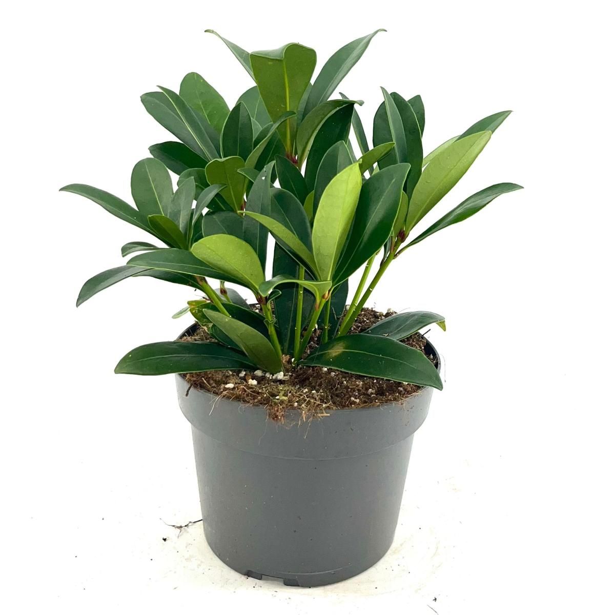 Skimmia j. 'Rubella', D 17