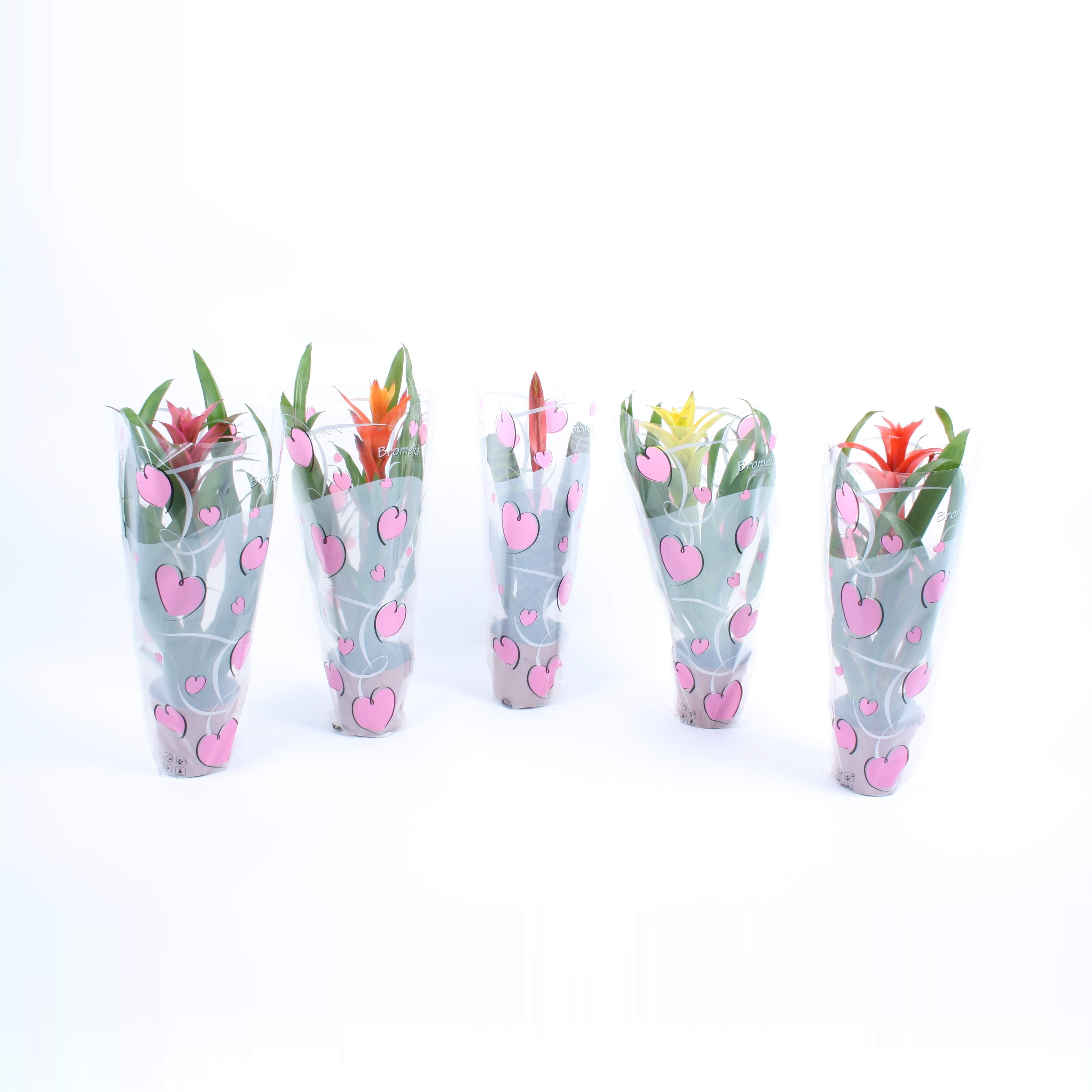 Bromelia mix in roze True love hartenhoes, D 12