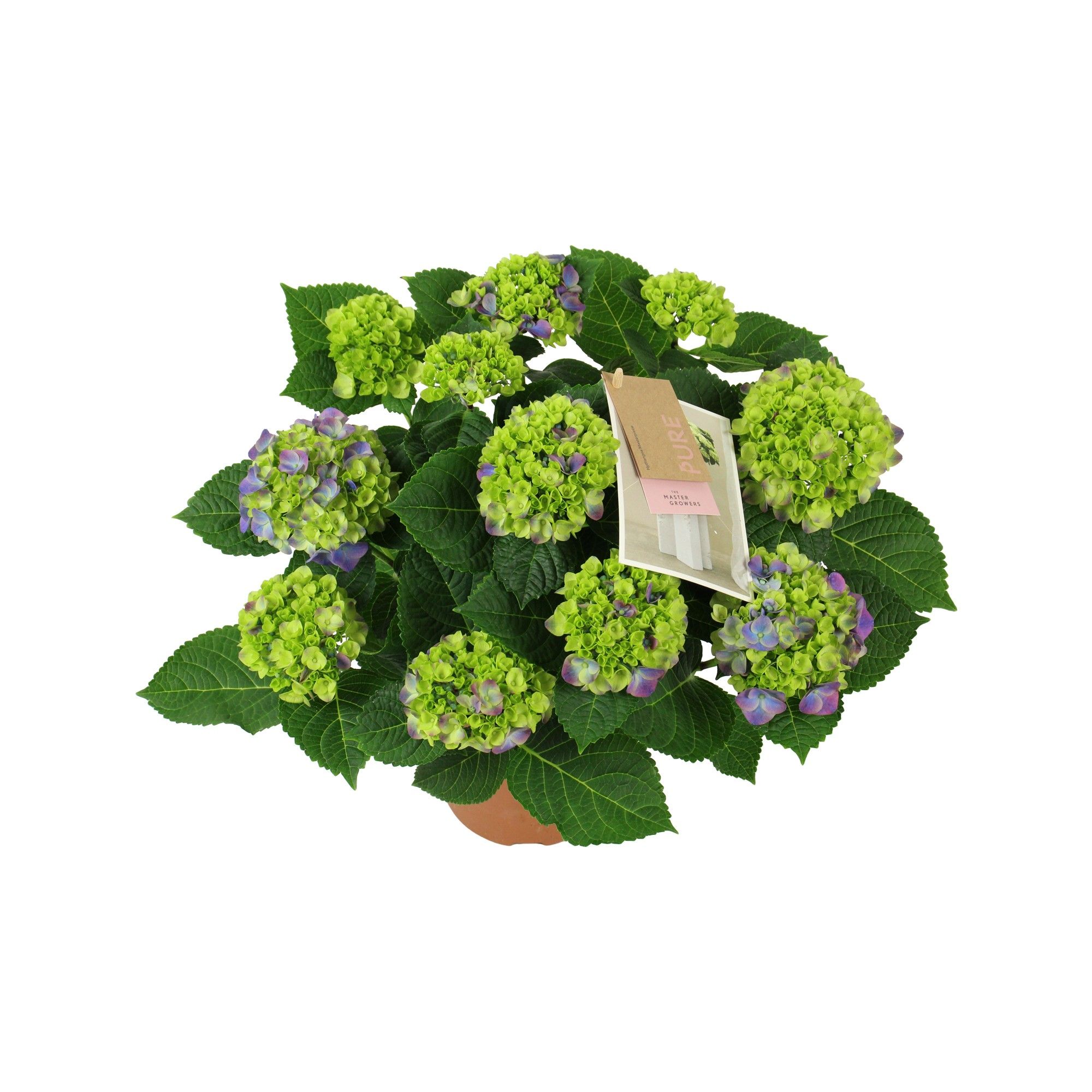 Hydrangea macr. Ningbo lila 7/8 flowers, D 14