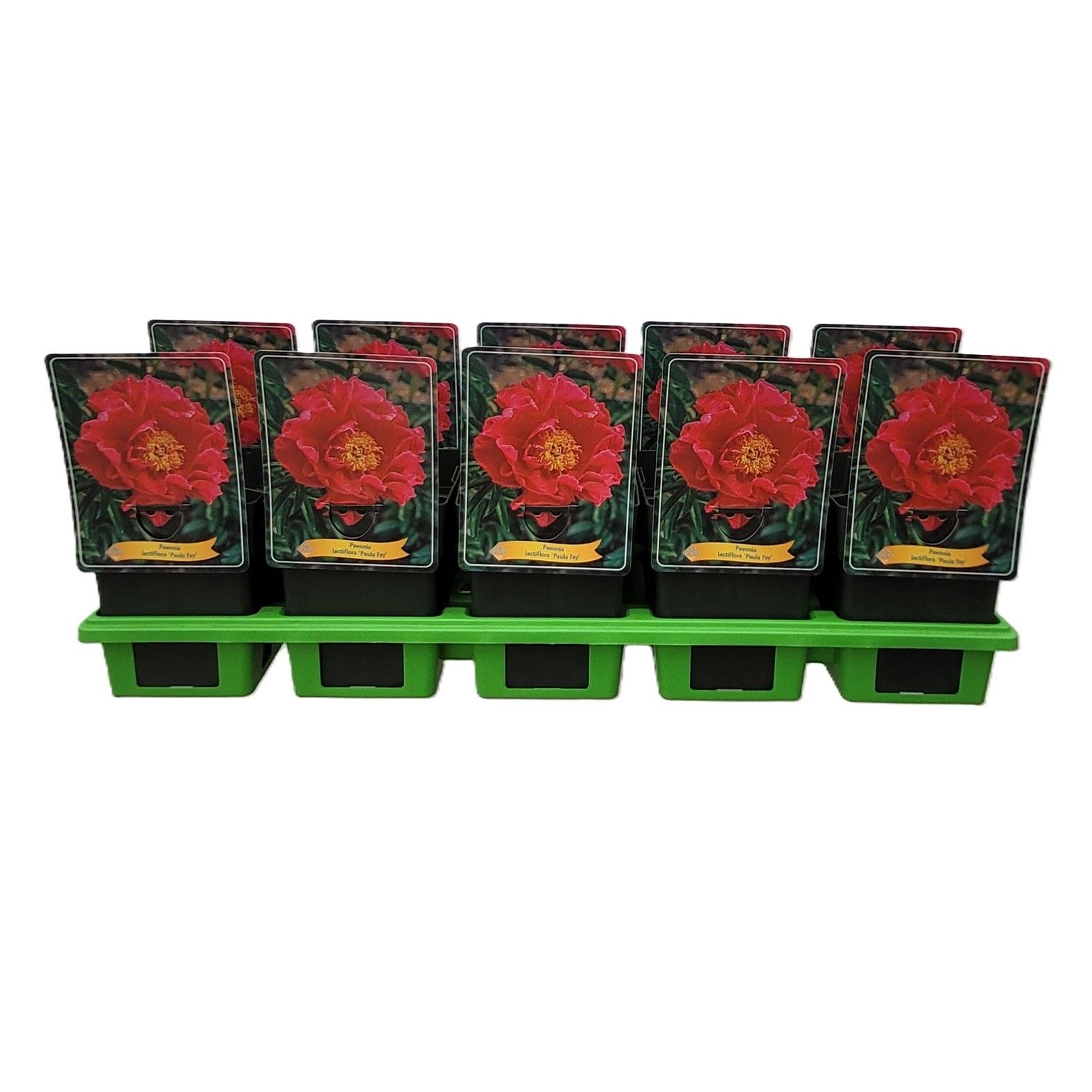 Paeonia Lactiflora 'Paula Fay' P11, D 11