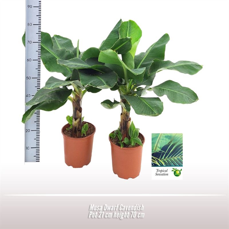 Musa Dwarf Cavendish, D 21