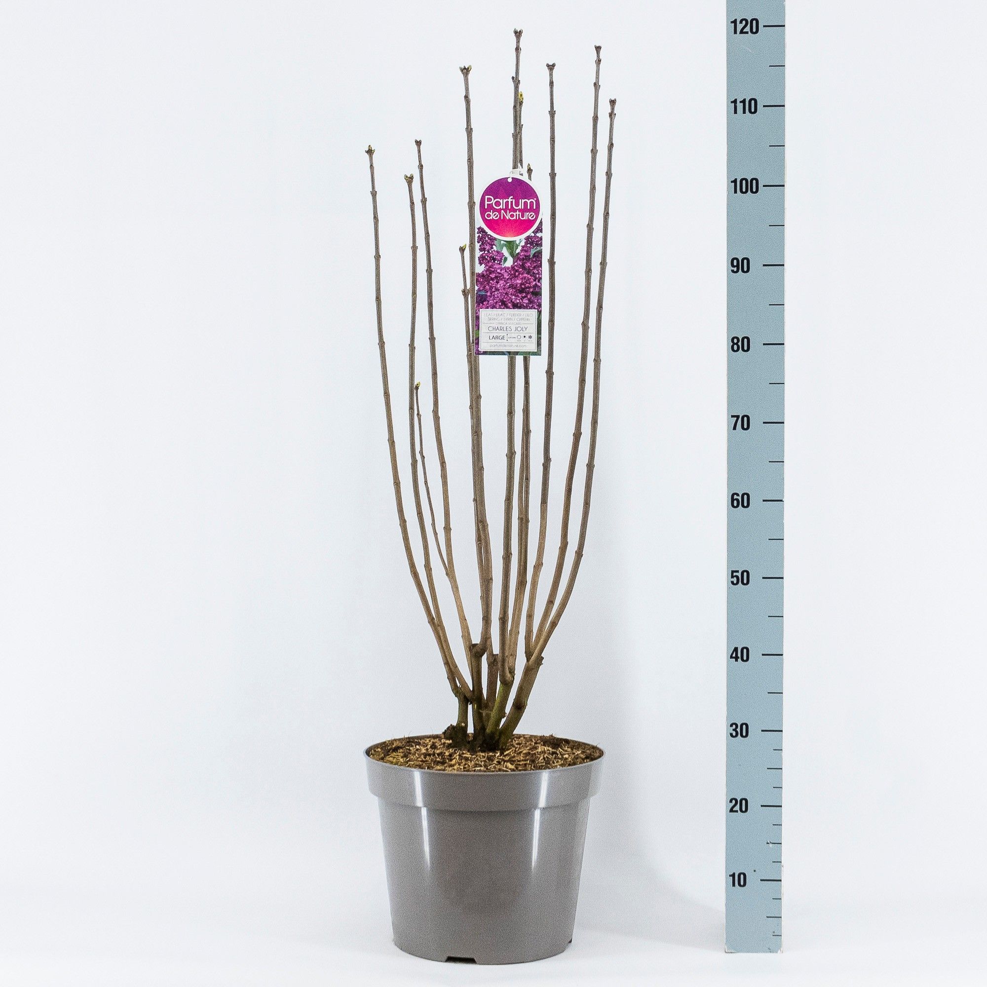 Syringa vul. Charles Joly, 3-jarig, C15 Solitair, D 32