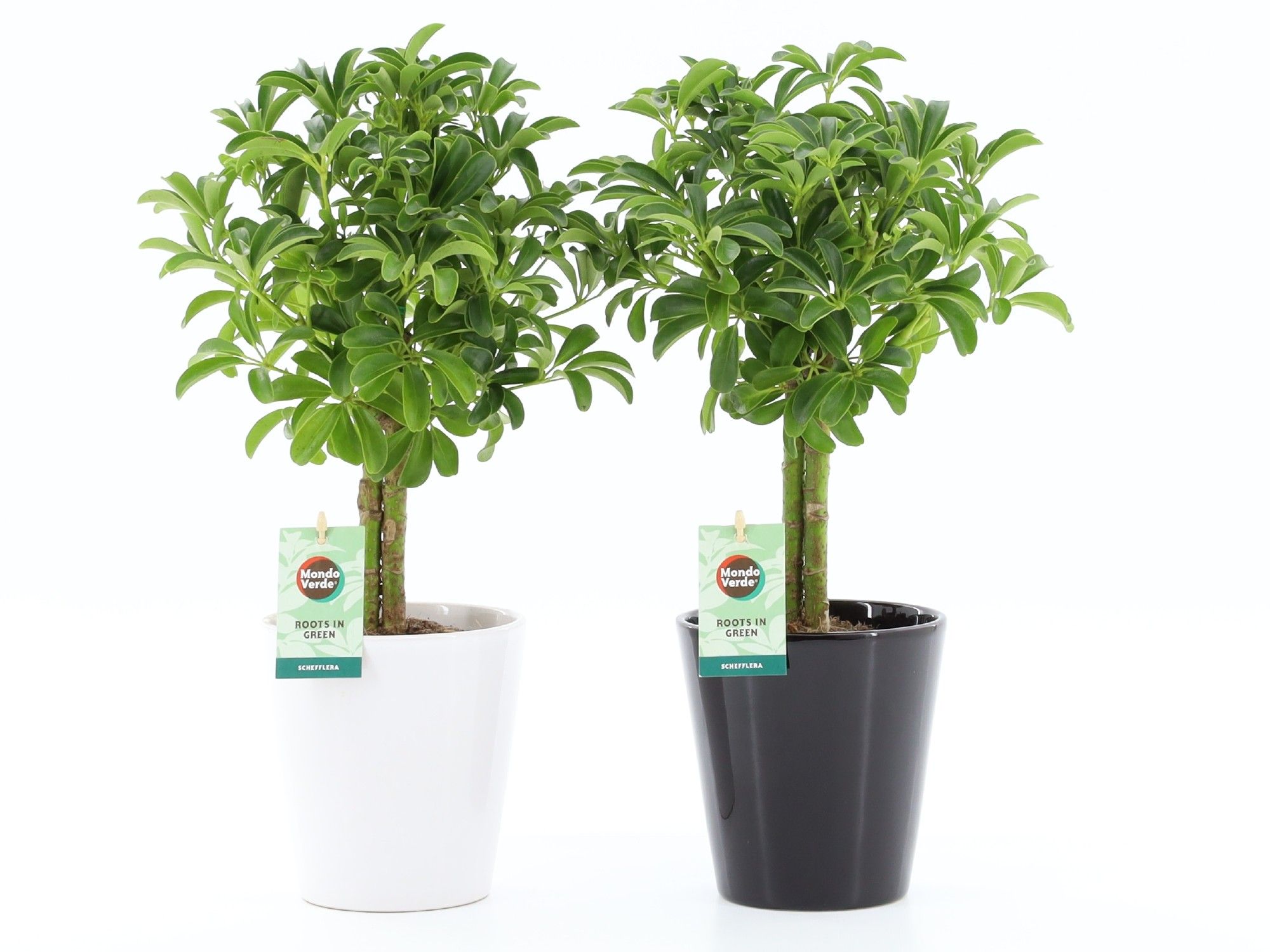 Schefflera Luseana in Zwart-Wit keramiek, D 13