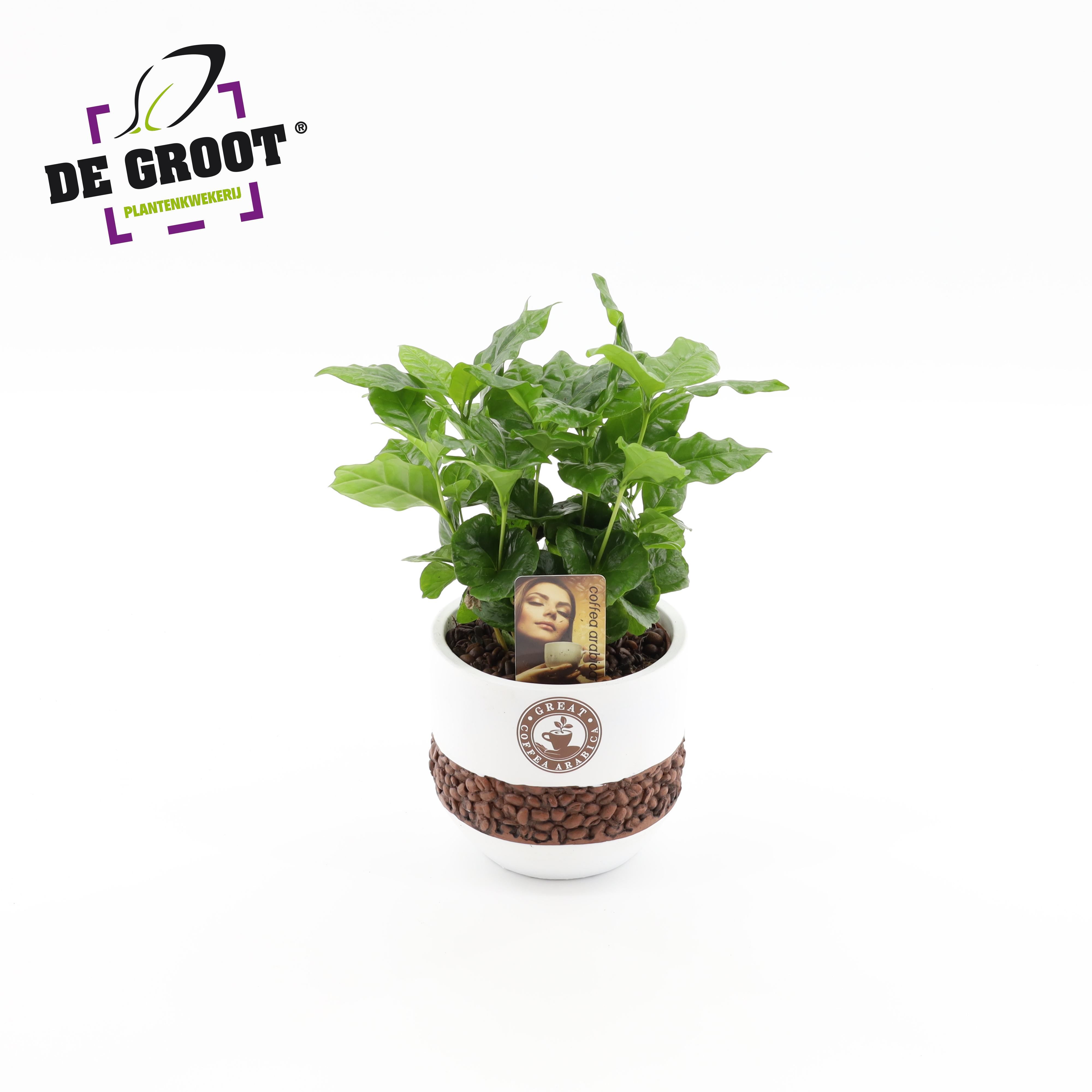 Coffea in bonenpot, D 12