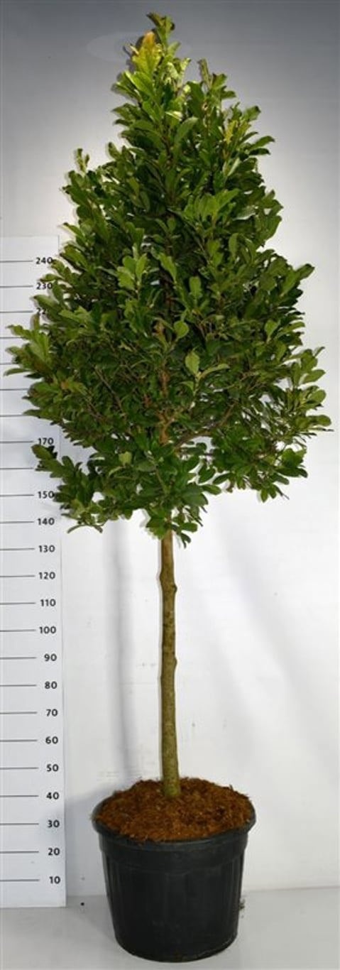 Magnolia loebneri 'Leonard Messel', D 55