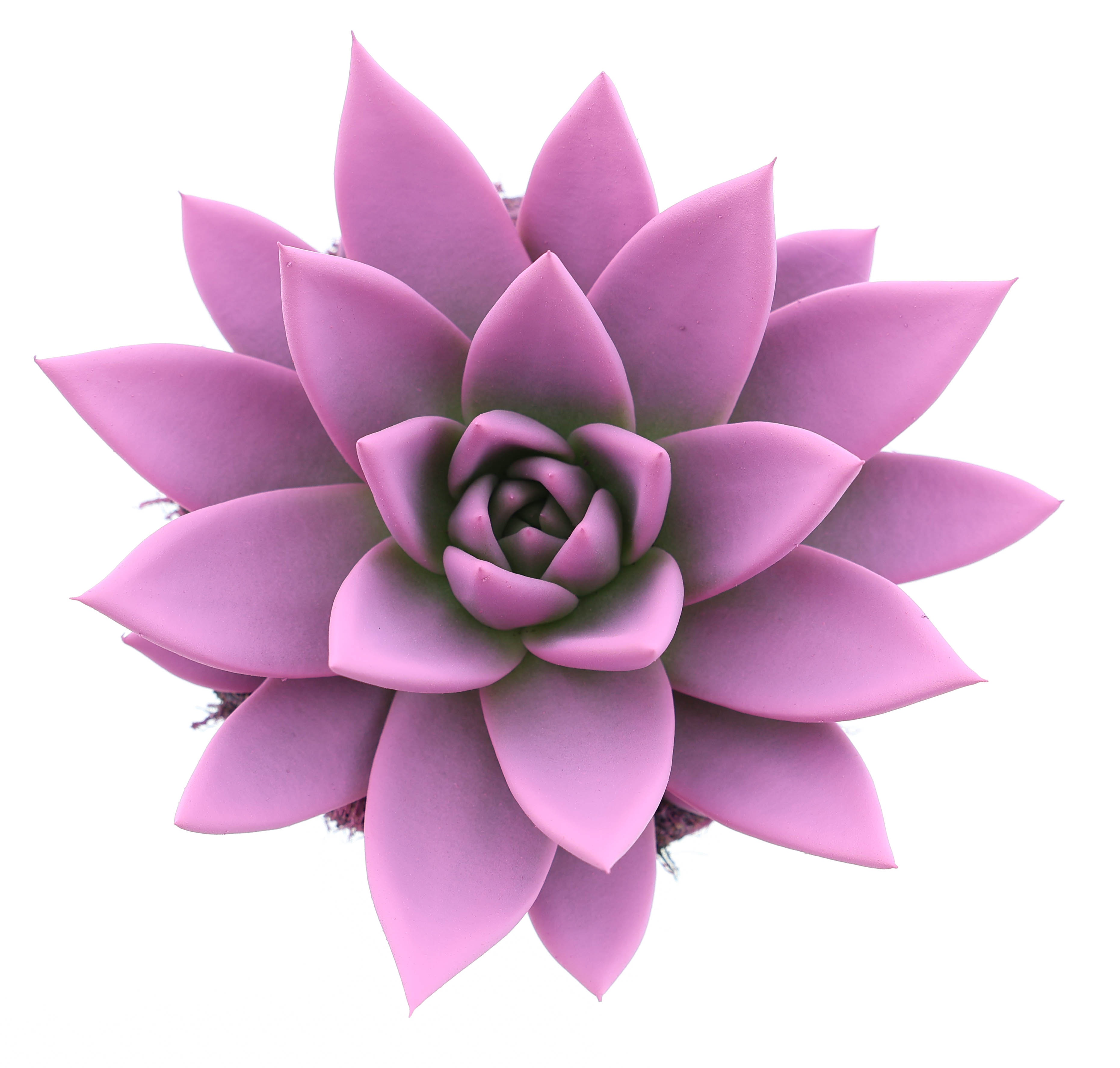 Rainbow pink, D 10,5