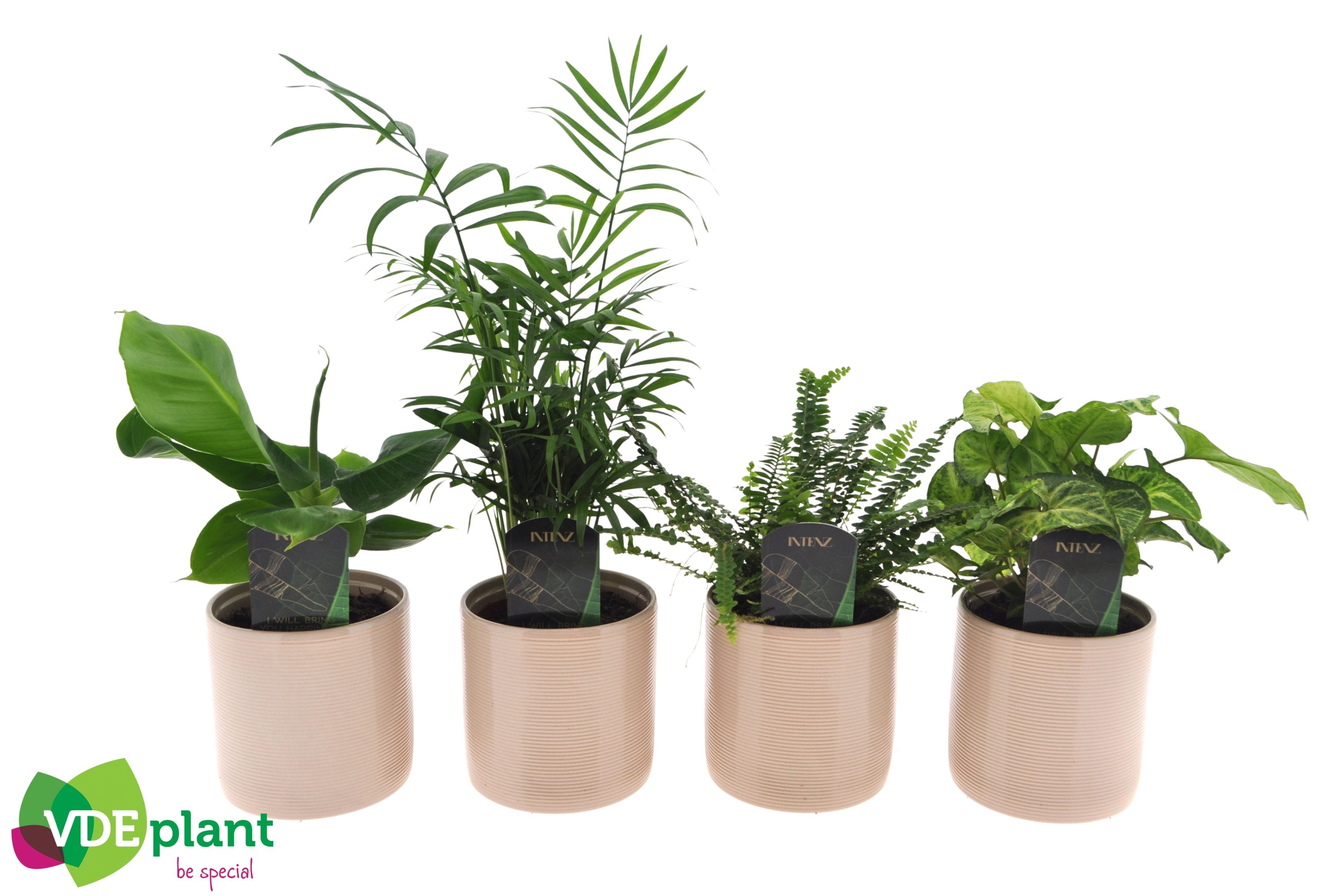 Fresh Green mix in Havana keramiek, D 12