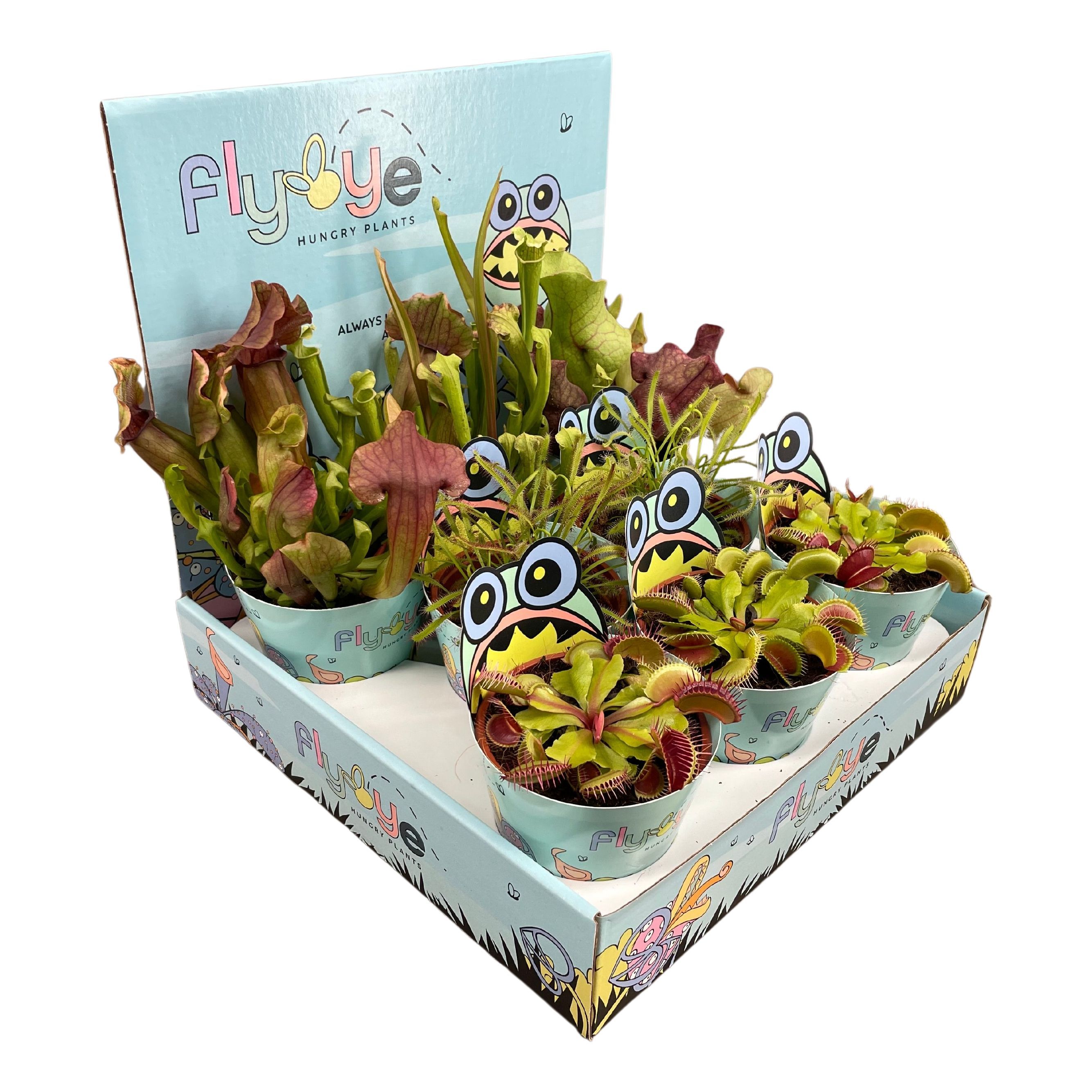 Vleesetende planten mix 8,5 cm in Flybye display, D 8,5