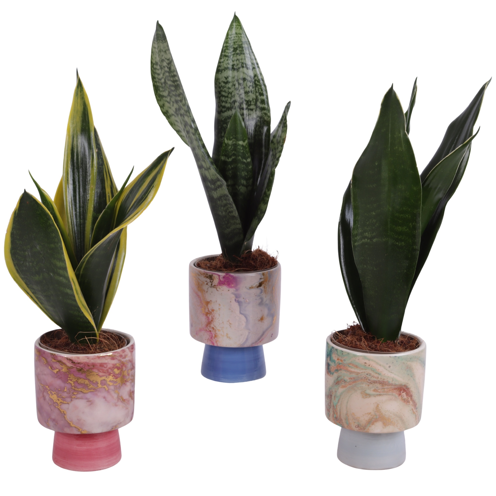 Sansevieria mix Ø09cm in Ø10cm Ceramic FB676, D 10