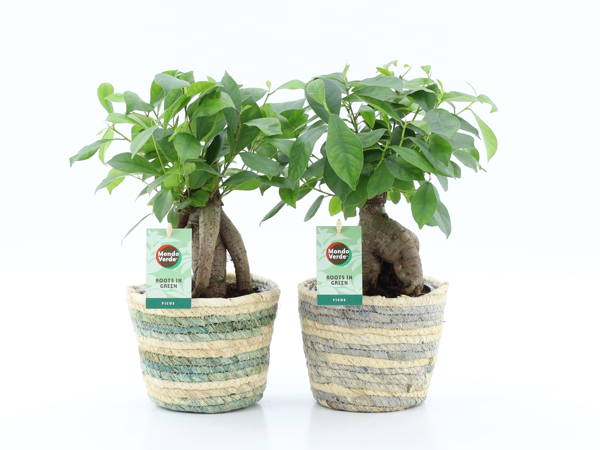 Ficus microcarpa Retusa in Noah Lines, D 14