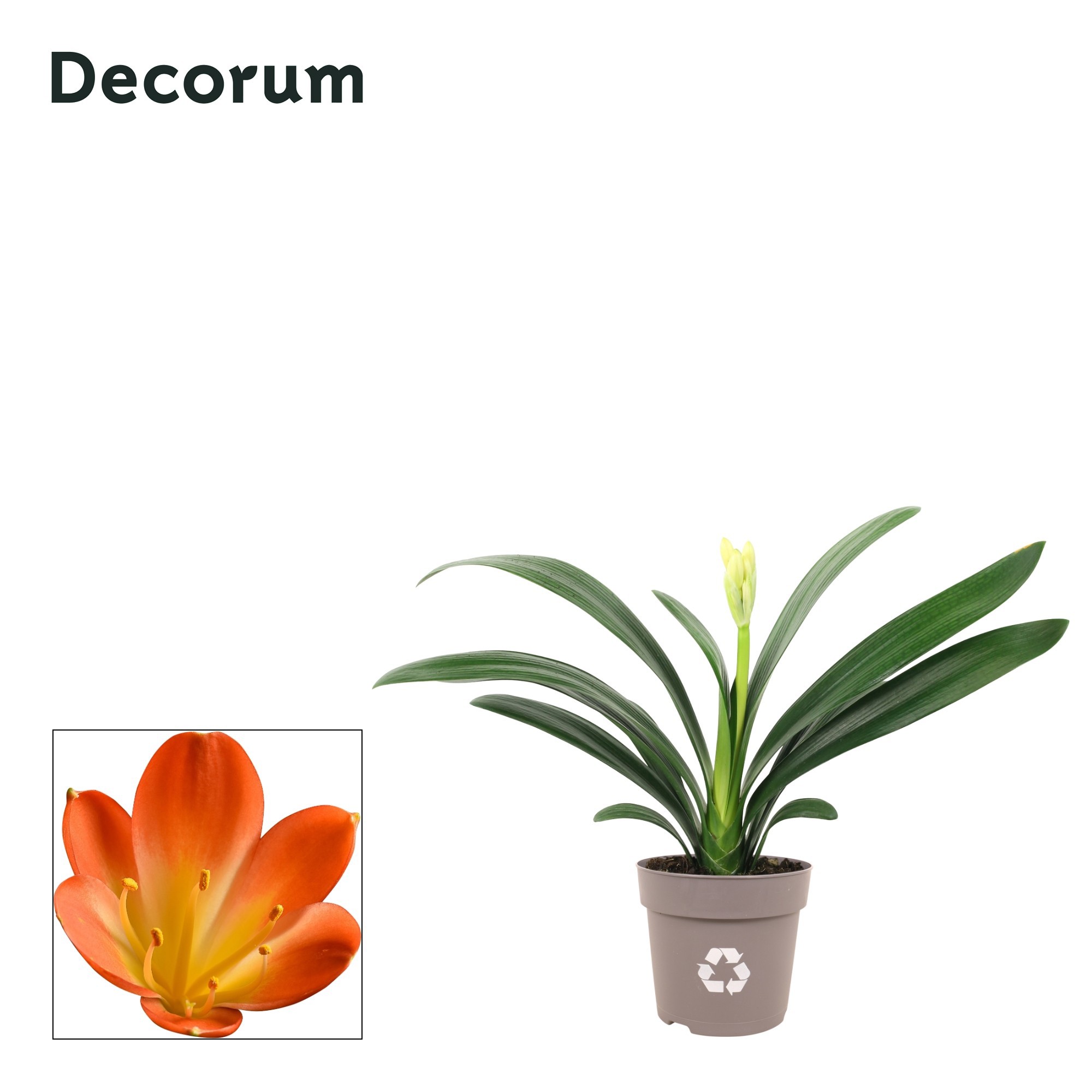 Clivia oranje Decorum, D 13
