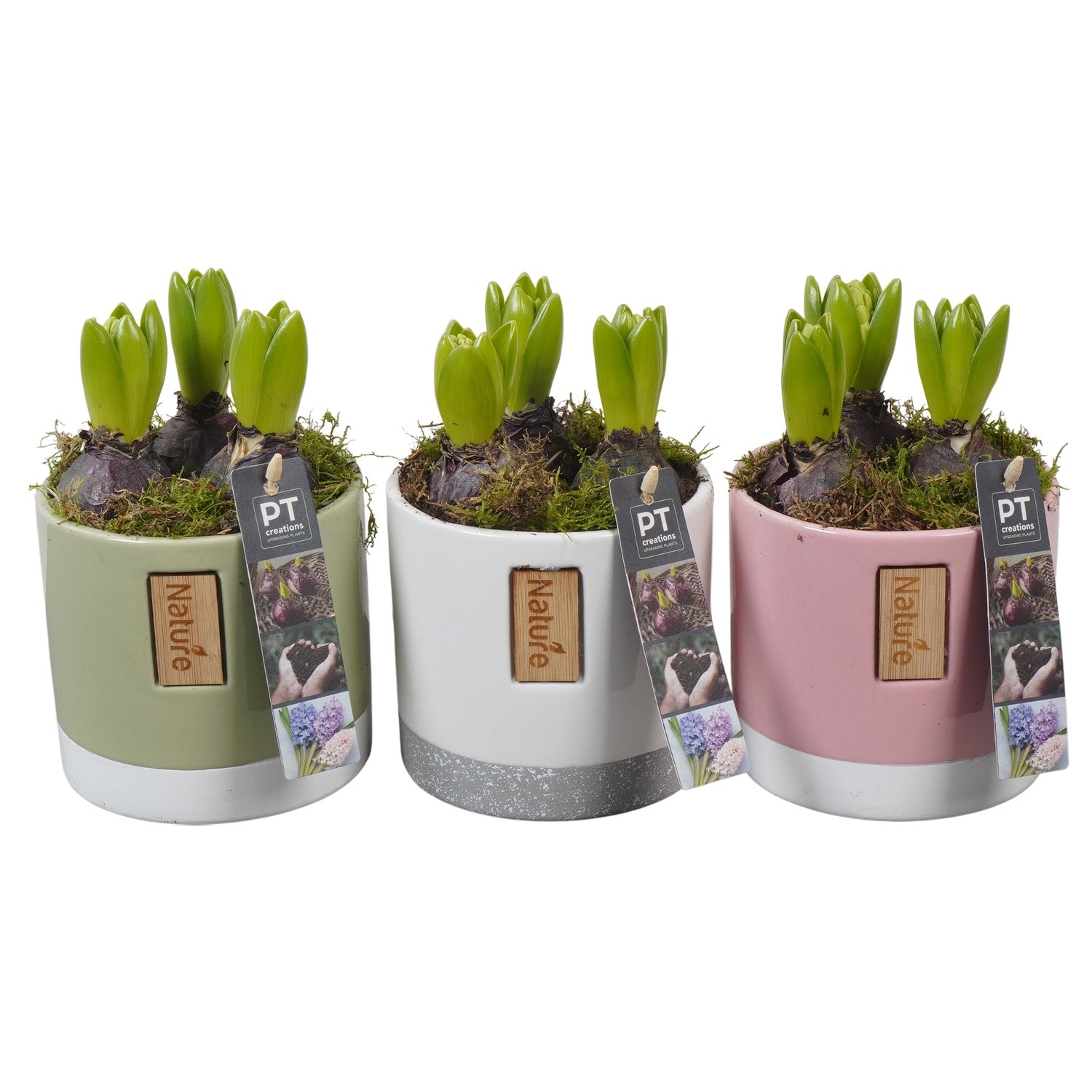 PTHC9194 Arrangement Hyacints in keramiek mix, D 12