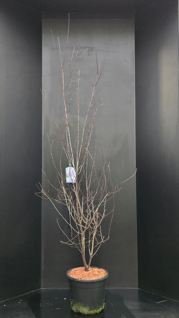 Prunus cerasifera 'Nigra', D 34