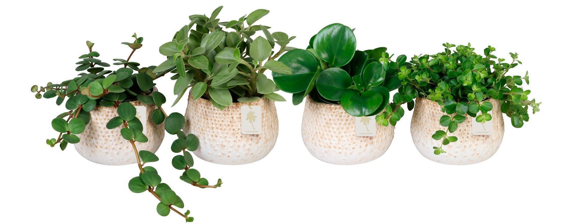 L 67287 with Peperomia Mix 12 cm, D 12