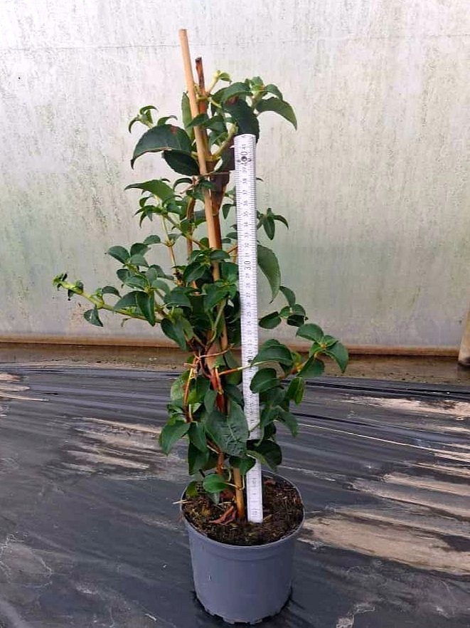 Hydrangea petiolaris, D 15