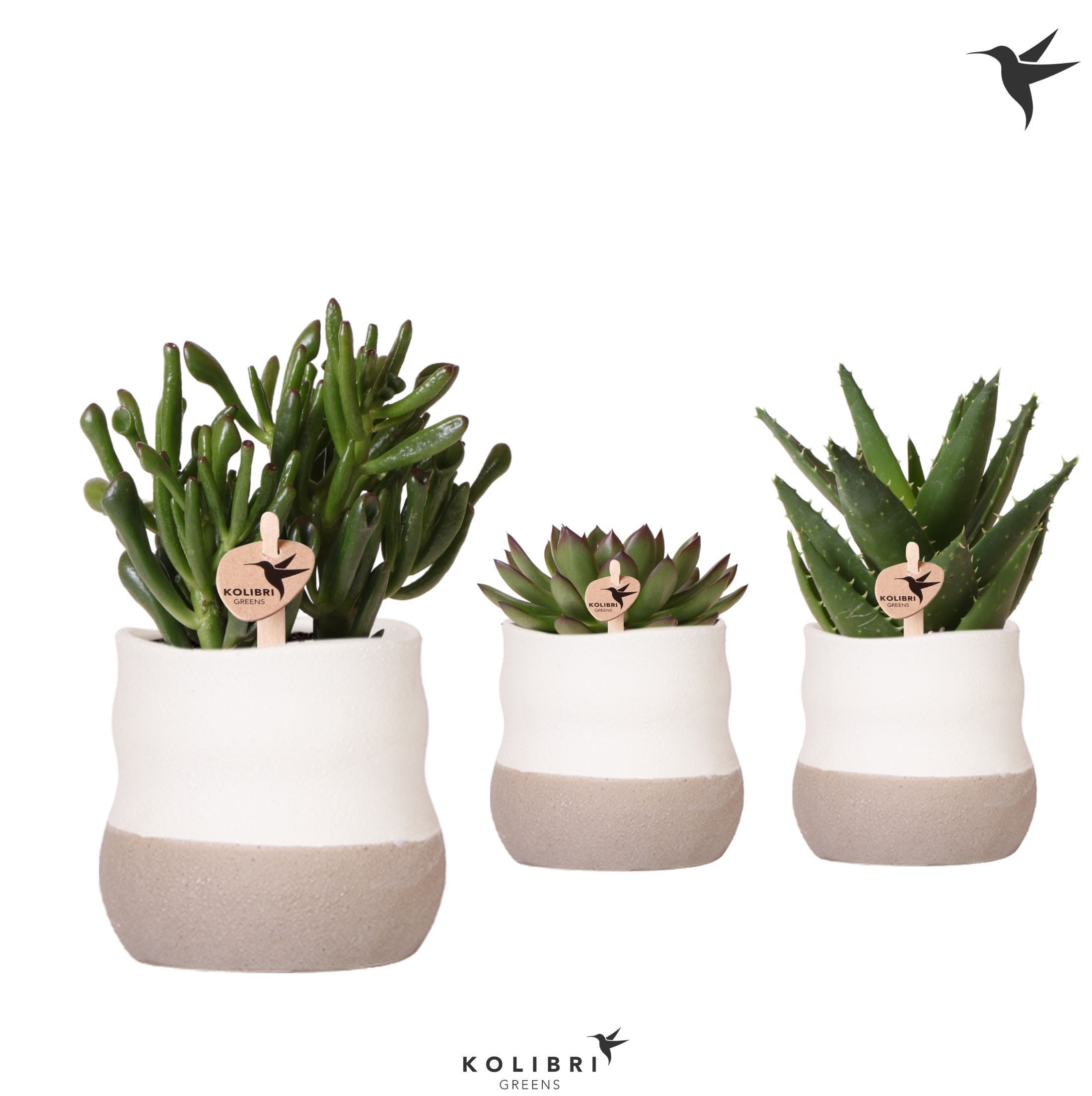 Kolibri Greens Succulenten mix in Imperfect Bag pot, D 9