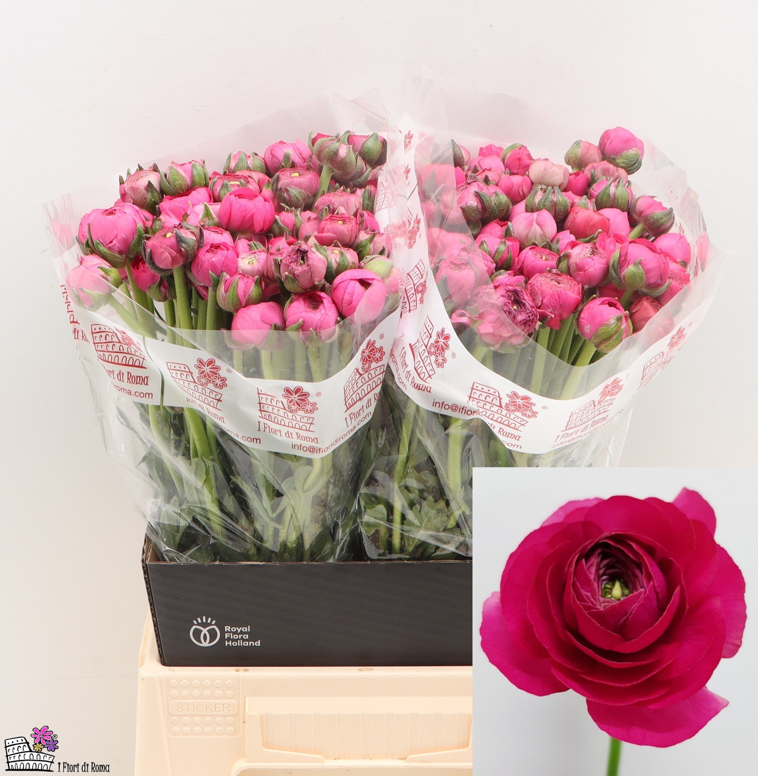Ранункулус Элеганс Хот Пинк 45, шт.