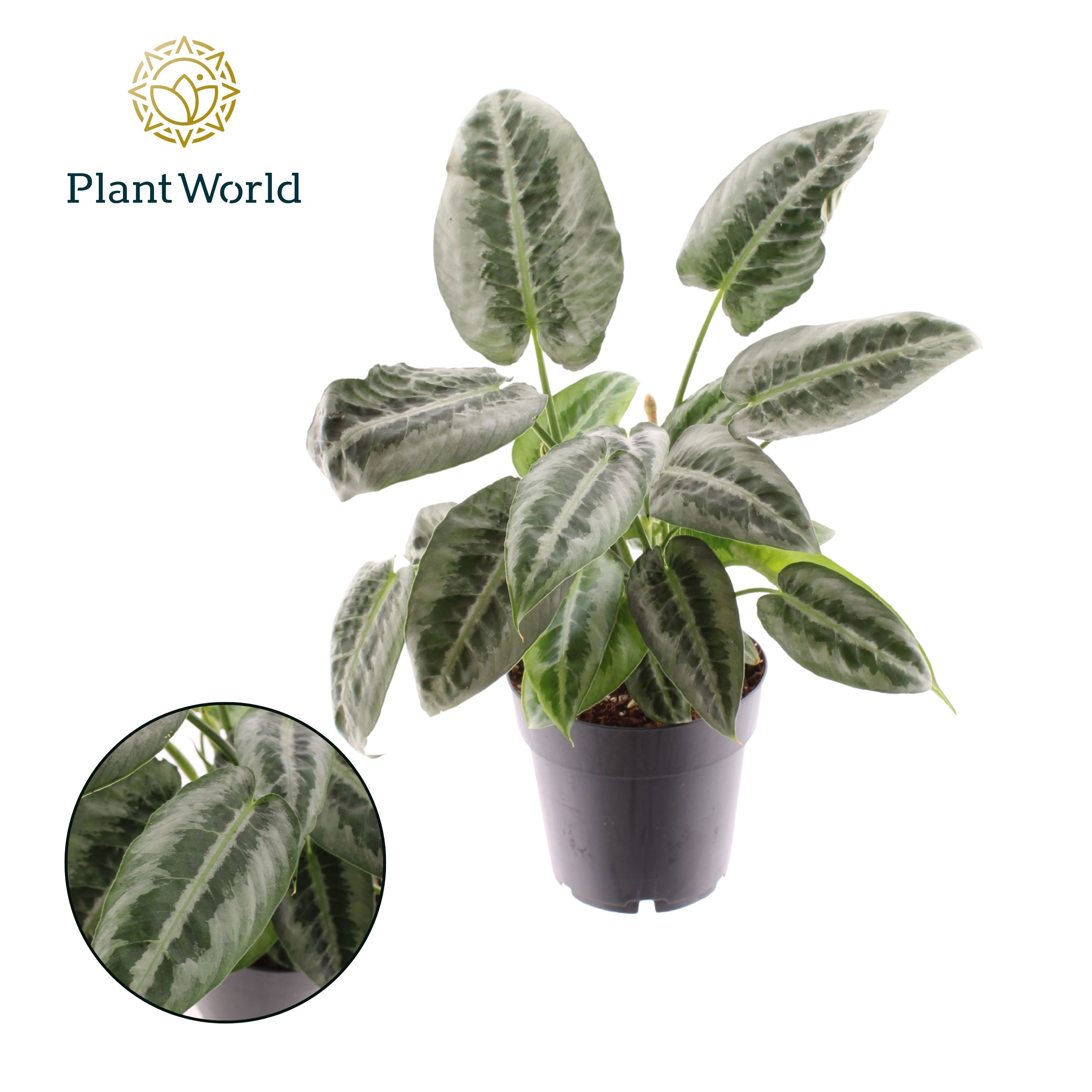 Schismatoglottus Mottleyana, D 14