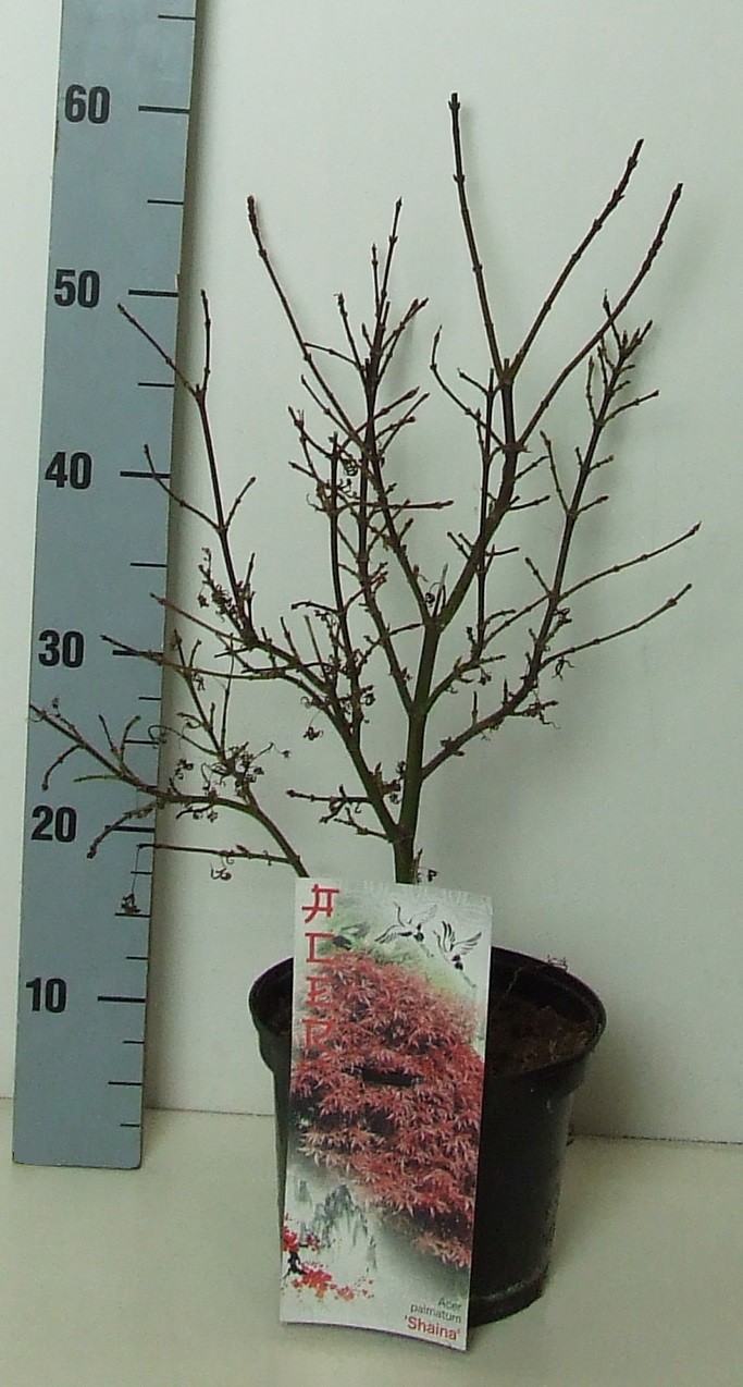 Acer palmatum 'Shaina' P19 Full CC, D 19